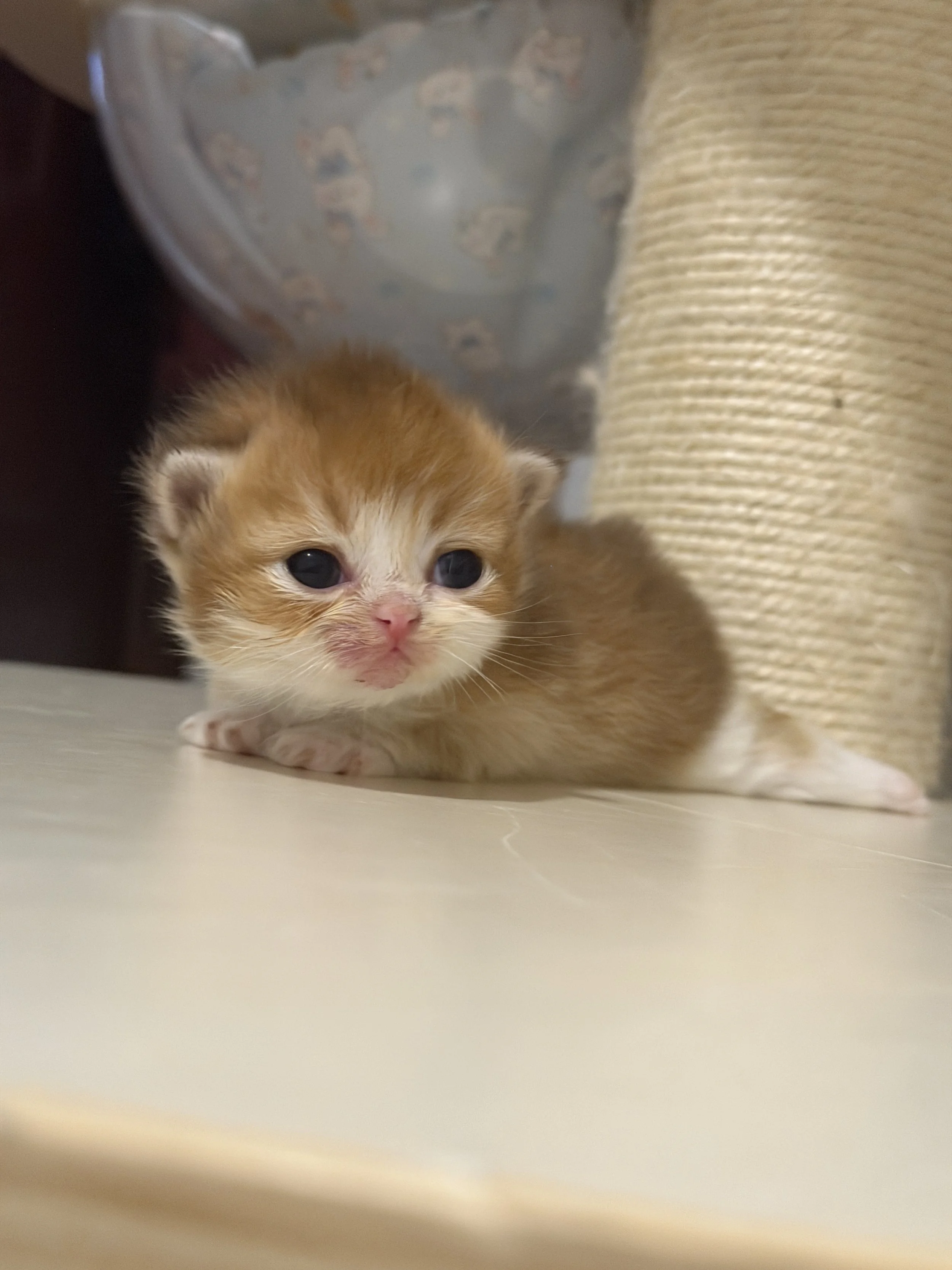 A small orange and white kitten with blue eyes looking towards the camera, partially hidden behind a beige scratching post and under some plastic packaging with a pattern of cartoon bears.