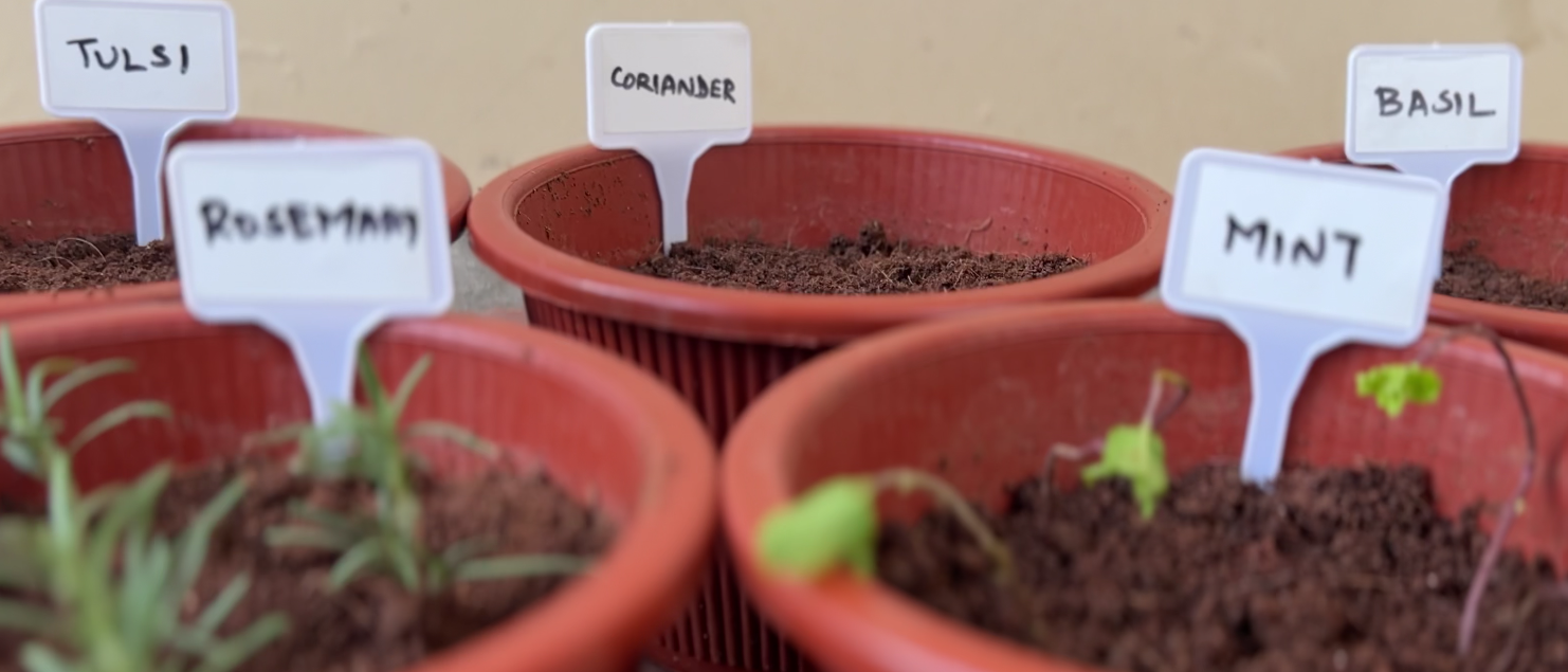 I Started Growing Herbs for a Month. Here’s Where I Began.🌱