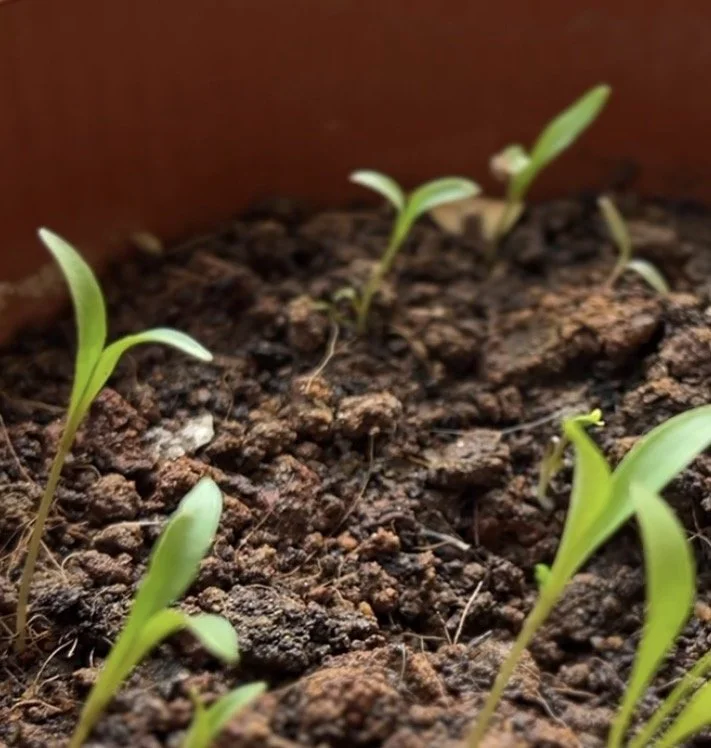 Week 2 of Growing Herbs: Maybe Growth Doesn’t Always Look Like Growth