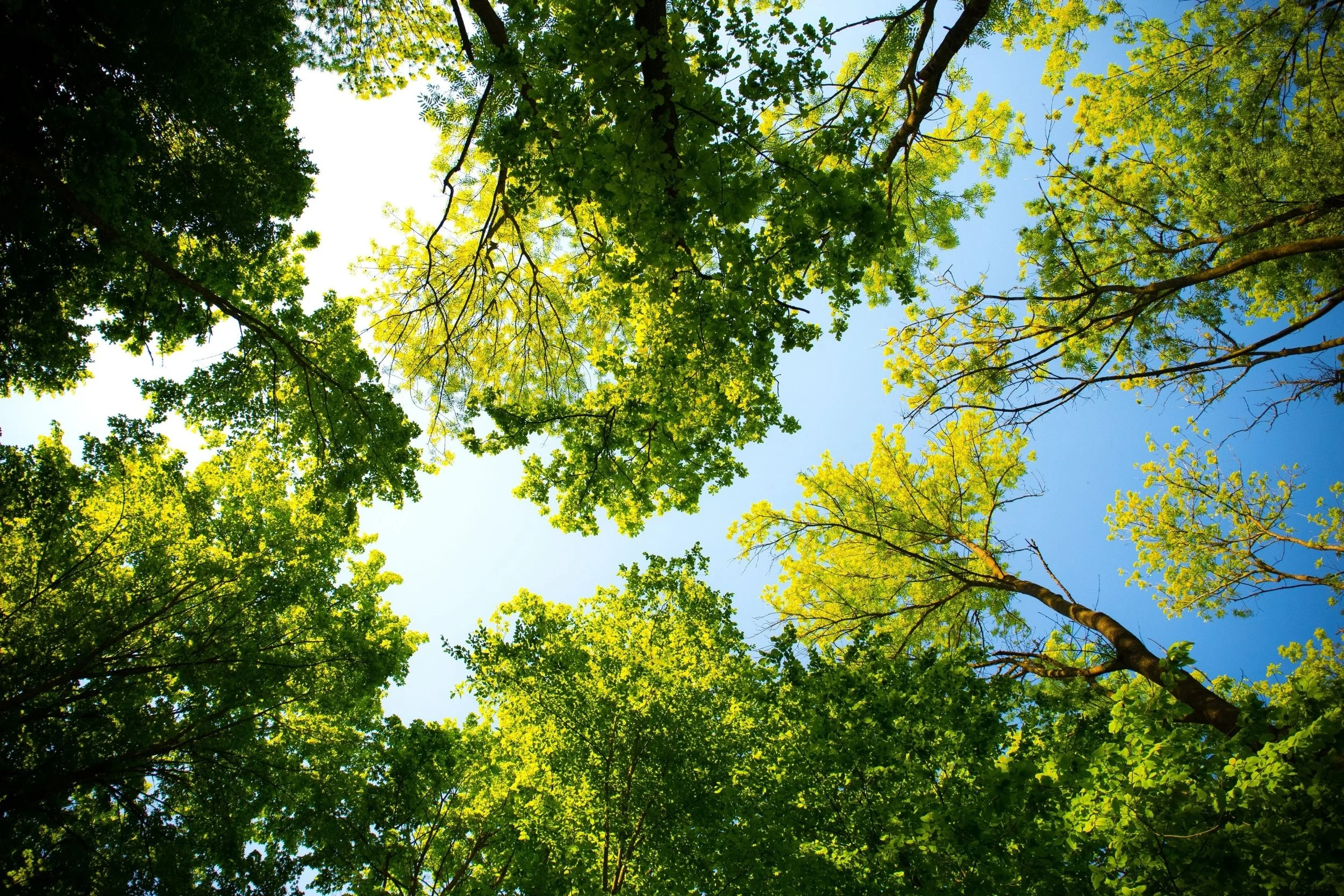 Looking up at the tops of tall trees with green leaves against a clear blue sky.