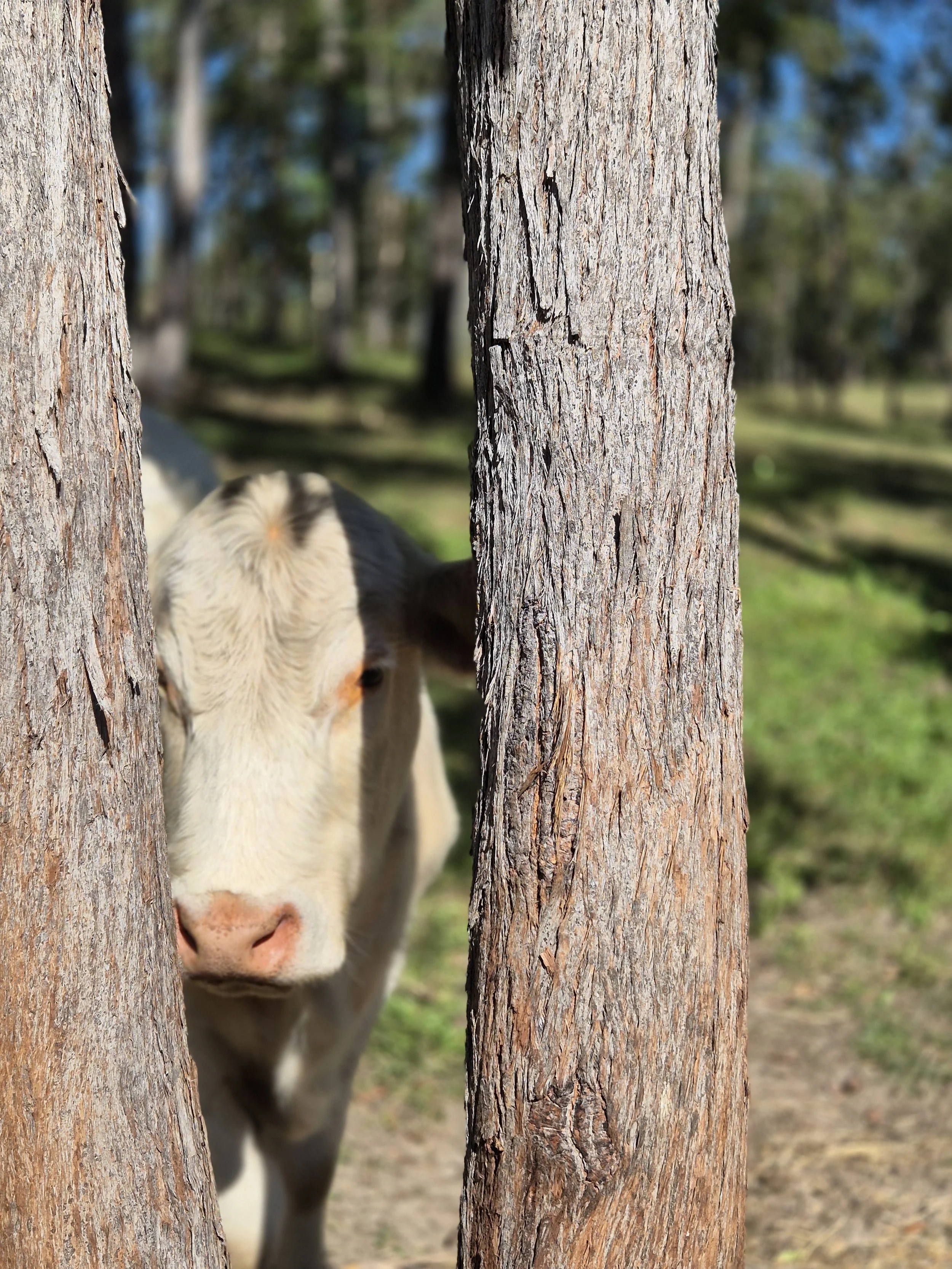 A cow peeking from behind two trees in an outdoor farm setting.