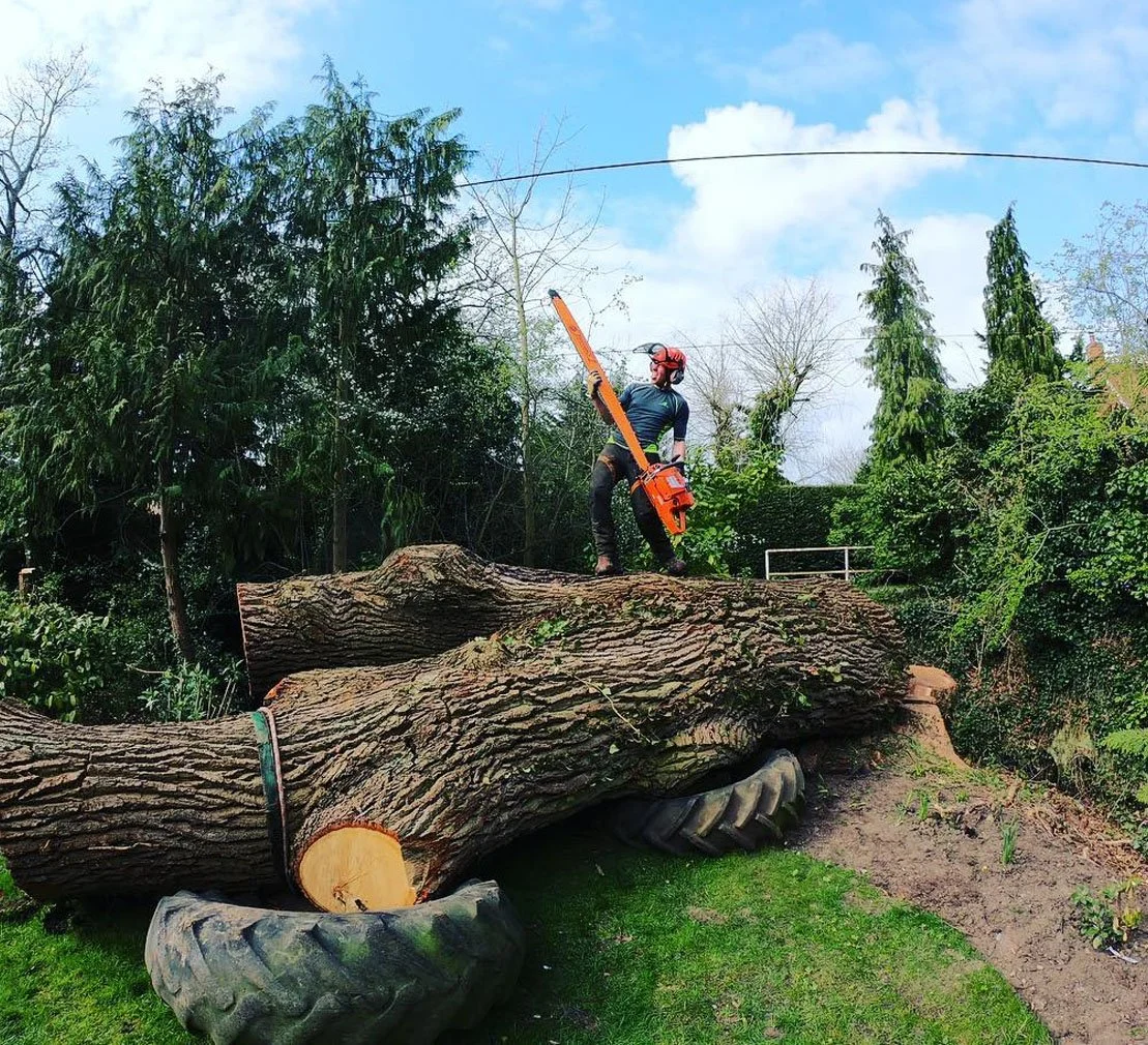 A person wearing protective gear using a chainsaw to cut a large fallen tree in a backyard with green trees and blue sky in the background.