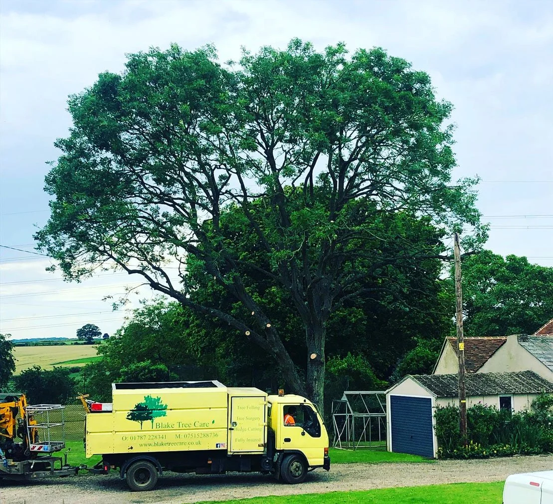 A tree being trimmed by a tree care service truck with equipment in a rural setting.