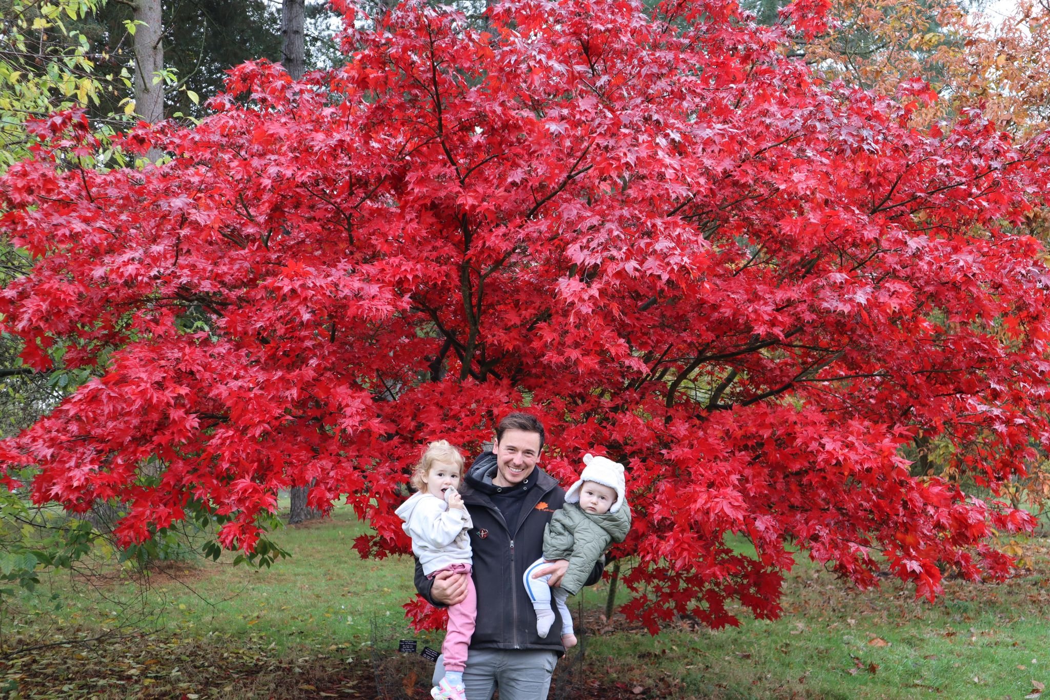 Man holding two young children in front of a vibrant red maple tree.