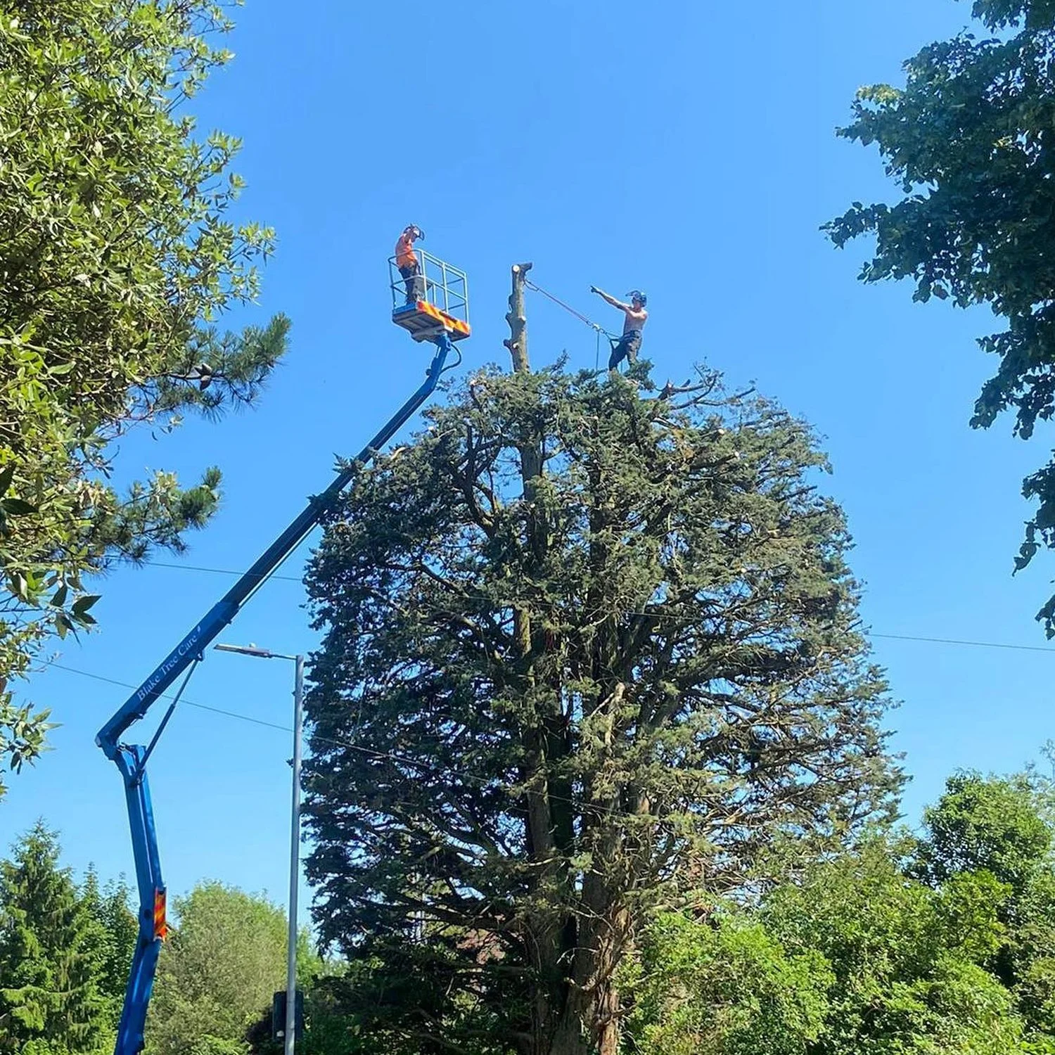 Tree trimming operation with workers on lift and tree top