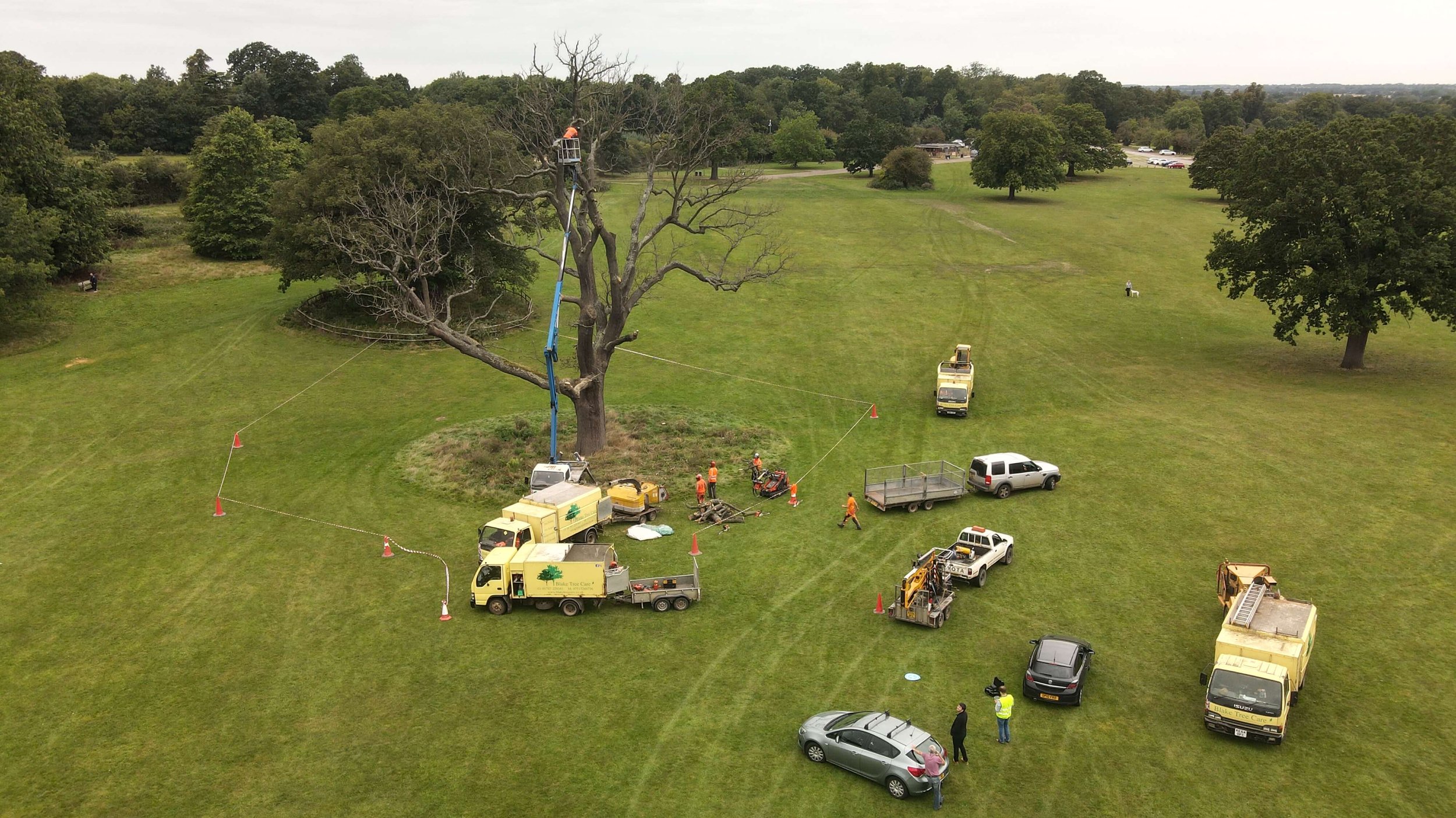 Blake Tree Care team engaged in reducing a dead oak tree's branches at Hylands Park, Chelmsford, ensuring ecological safety.