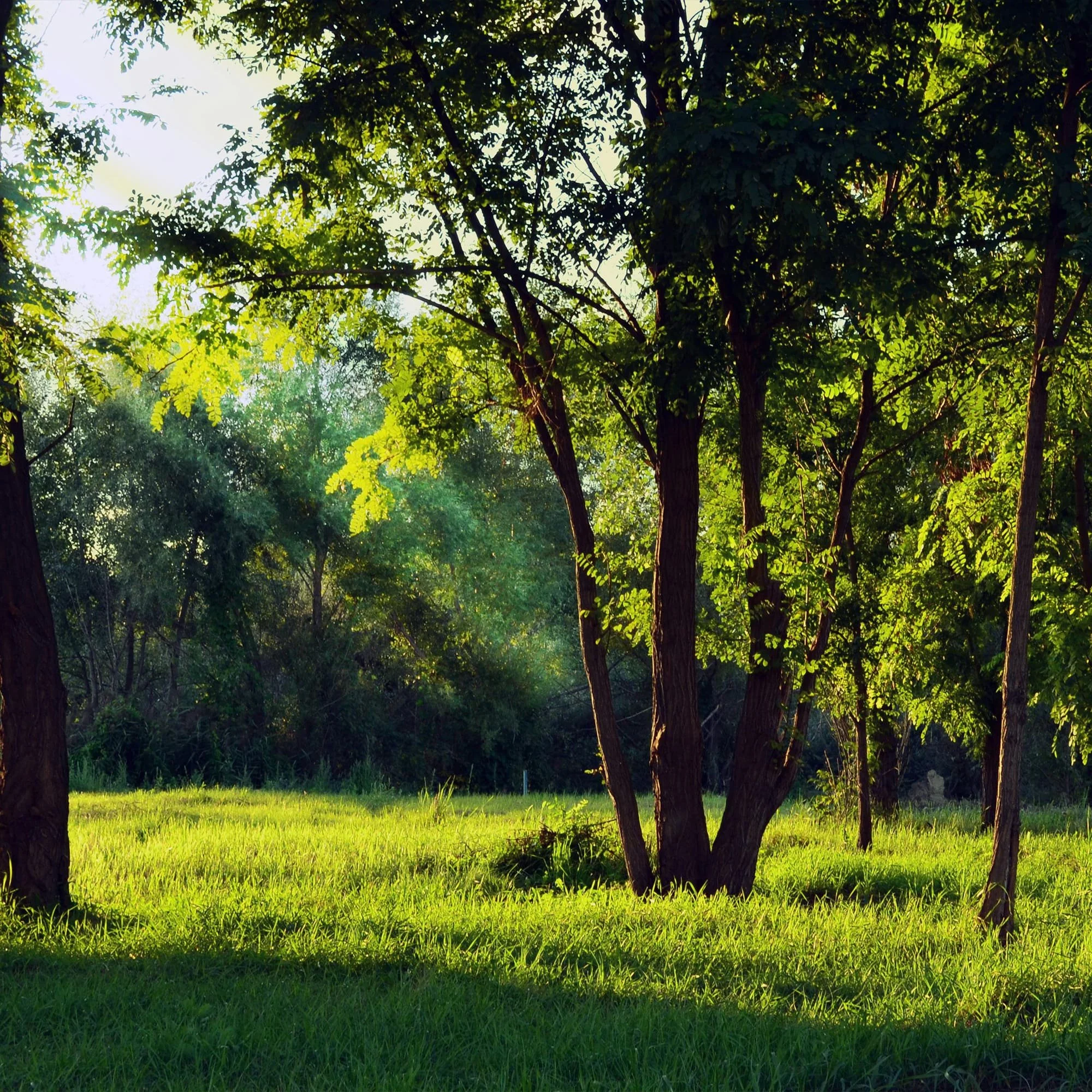 National Tree Week 2025 - Image 4.jpg