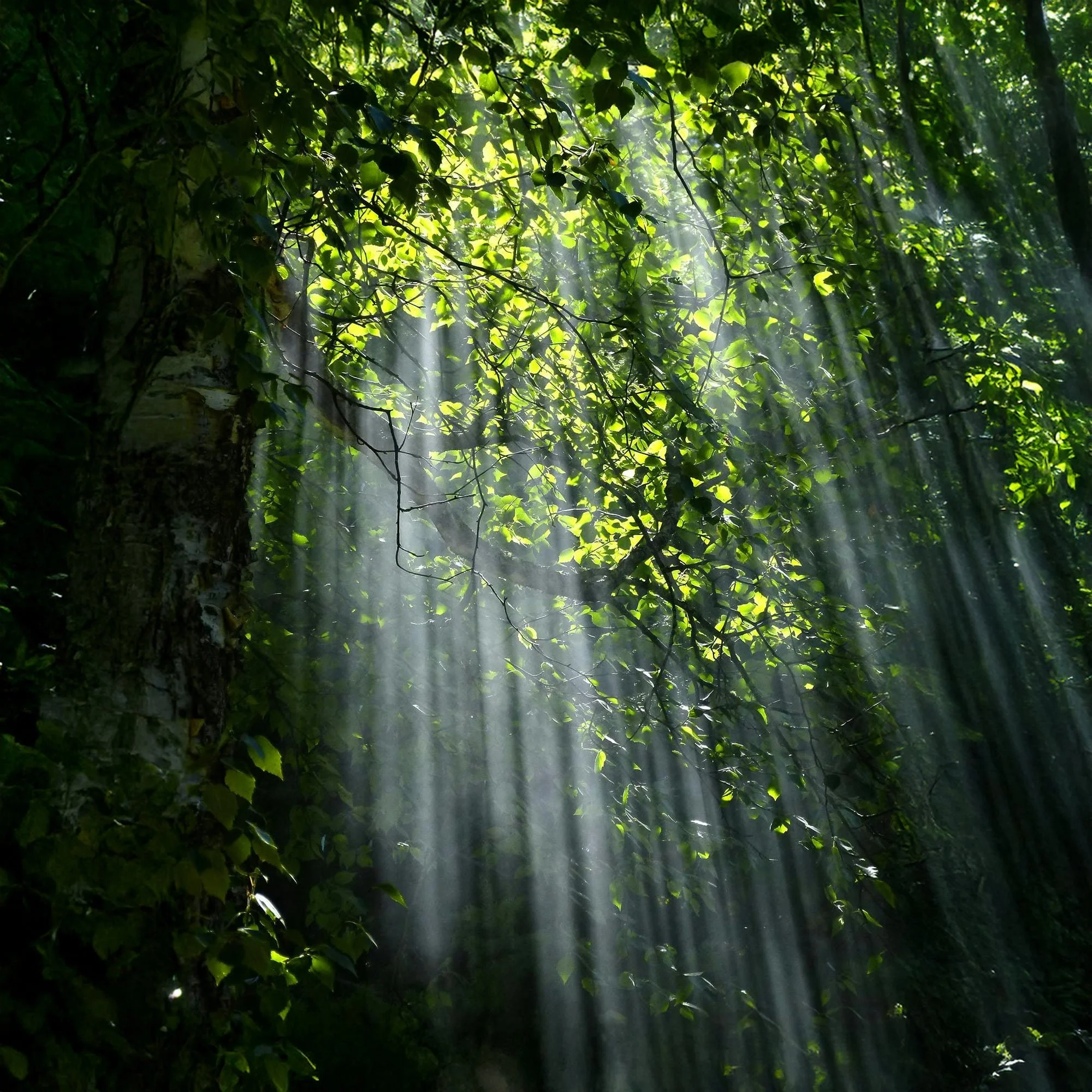 National Tree Week 2025 - Image 1.jpg