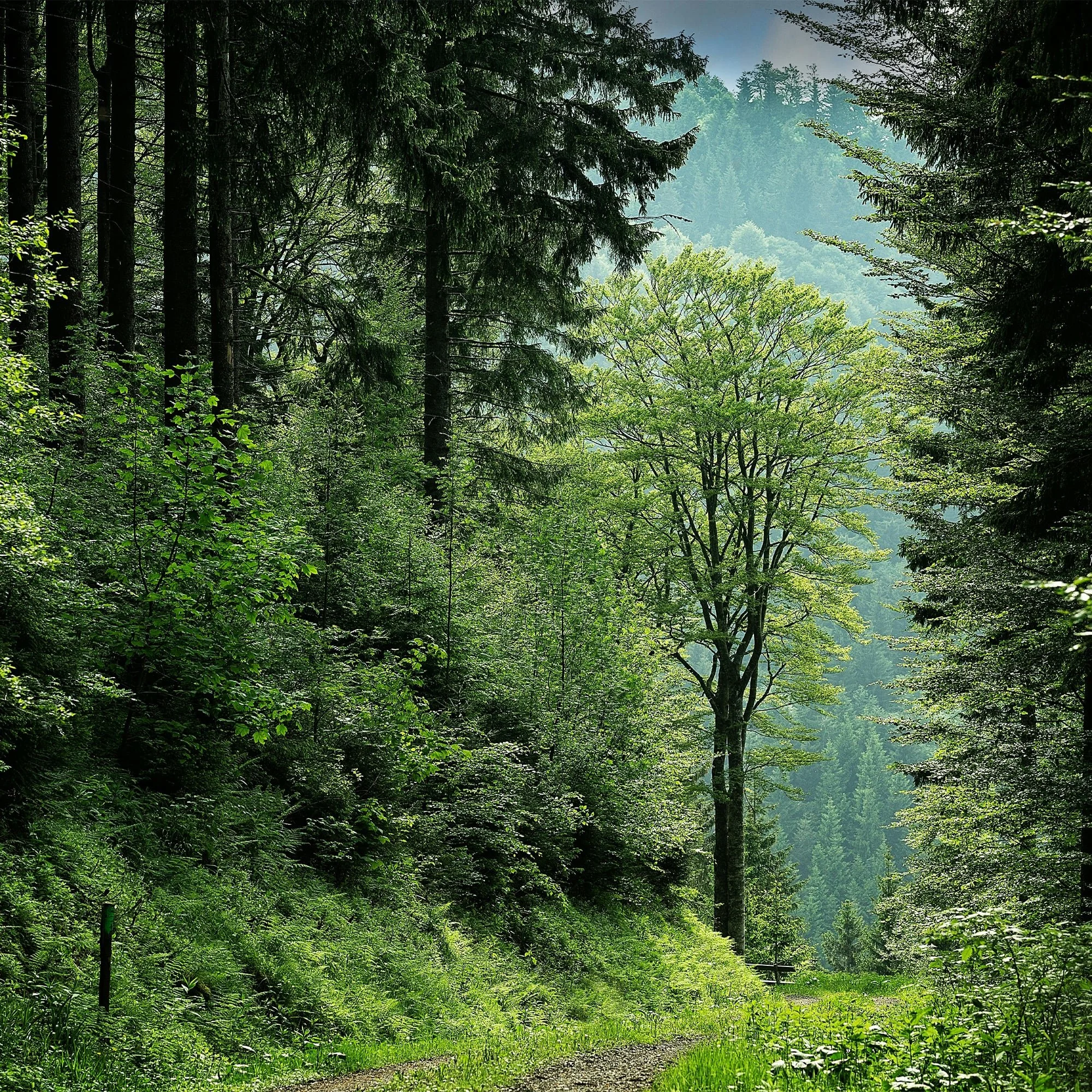 National Tree Week 2025 - Image 3.jpg