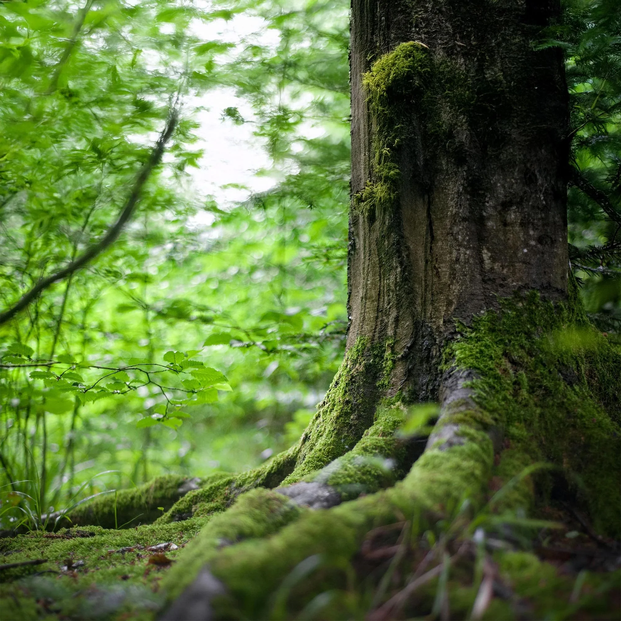 National Tree Week 2025 - Image 2.jpg