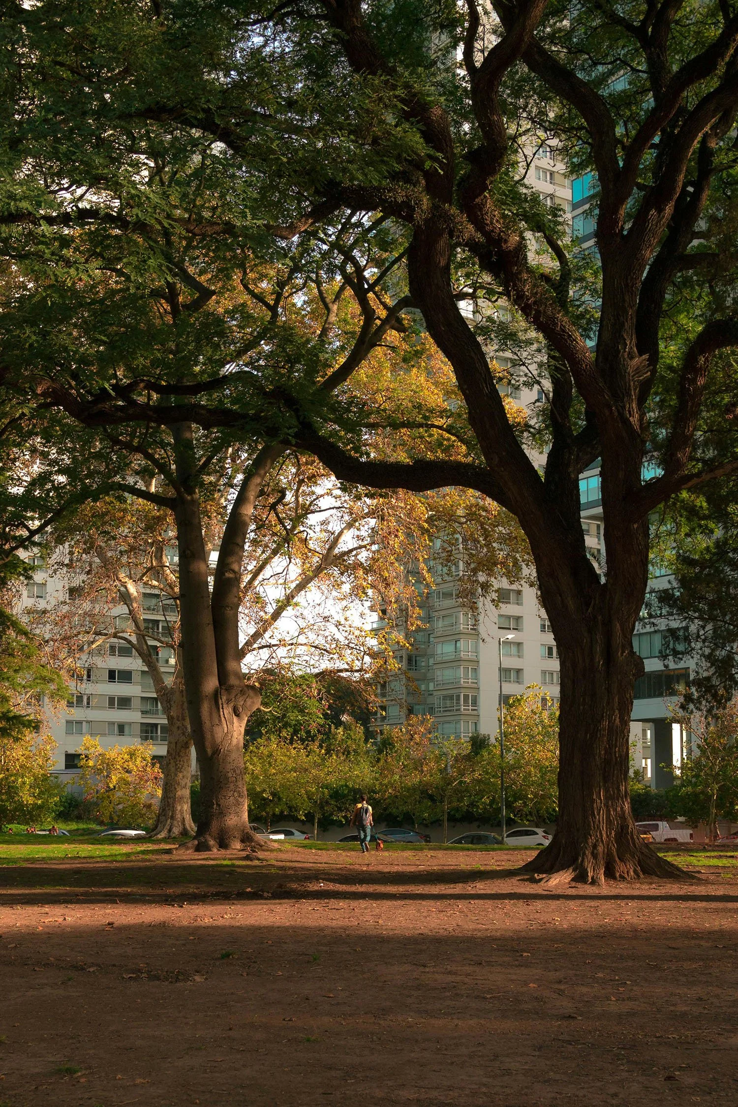 A Future with Trees, or Without Them? 1.jpg