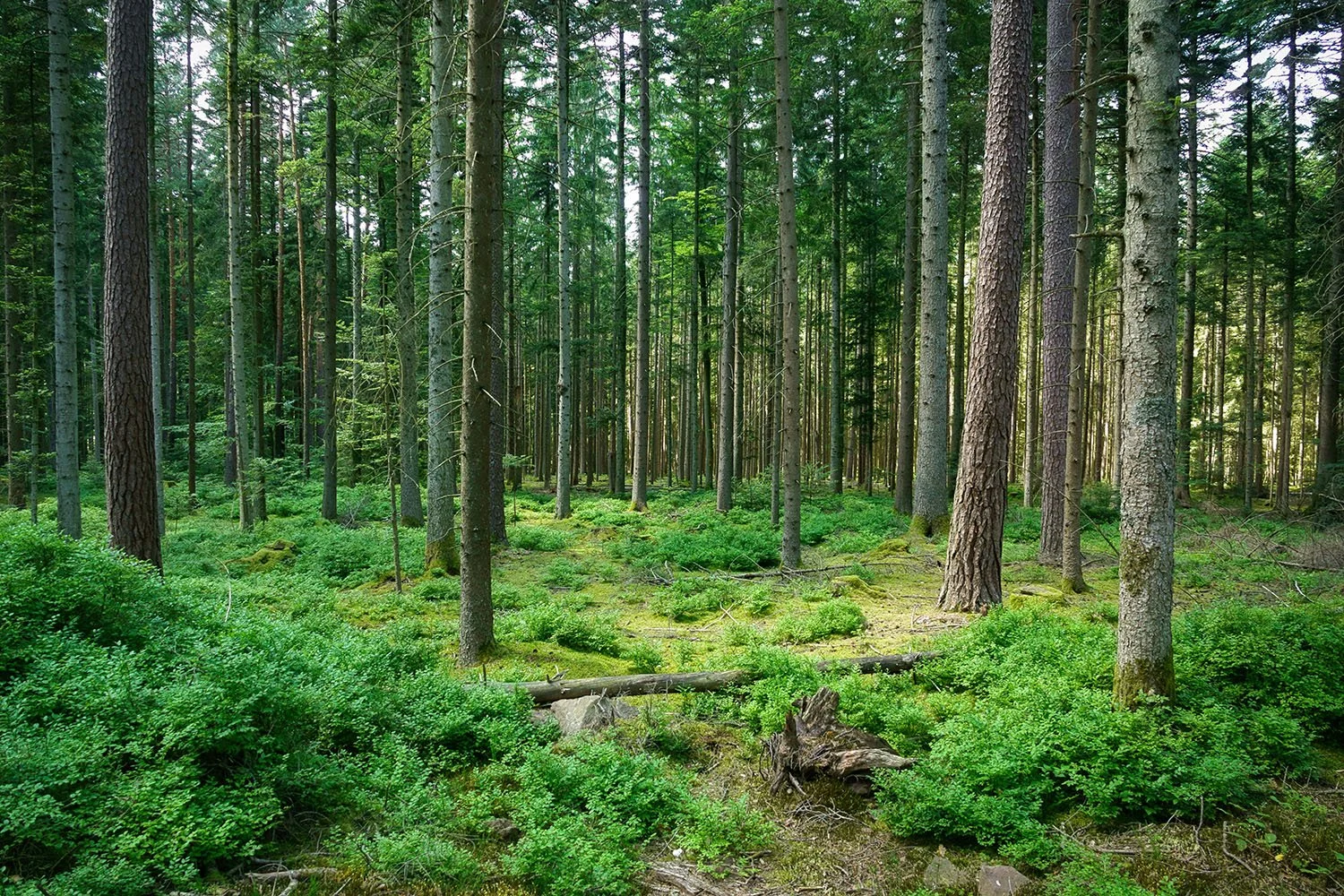 A Future with Trees, or Without Them? 8.jpg