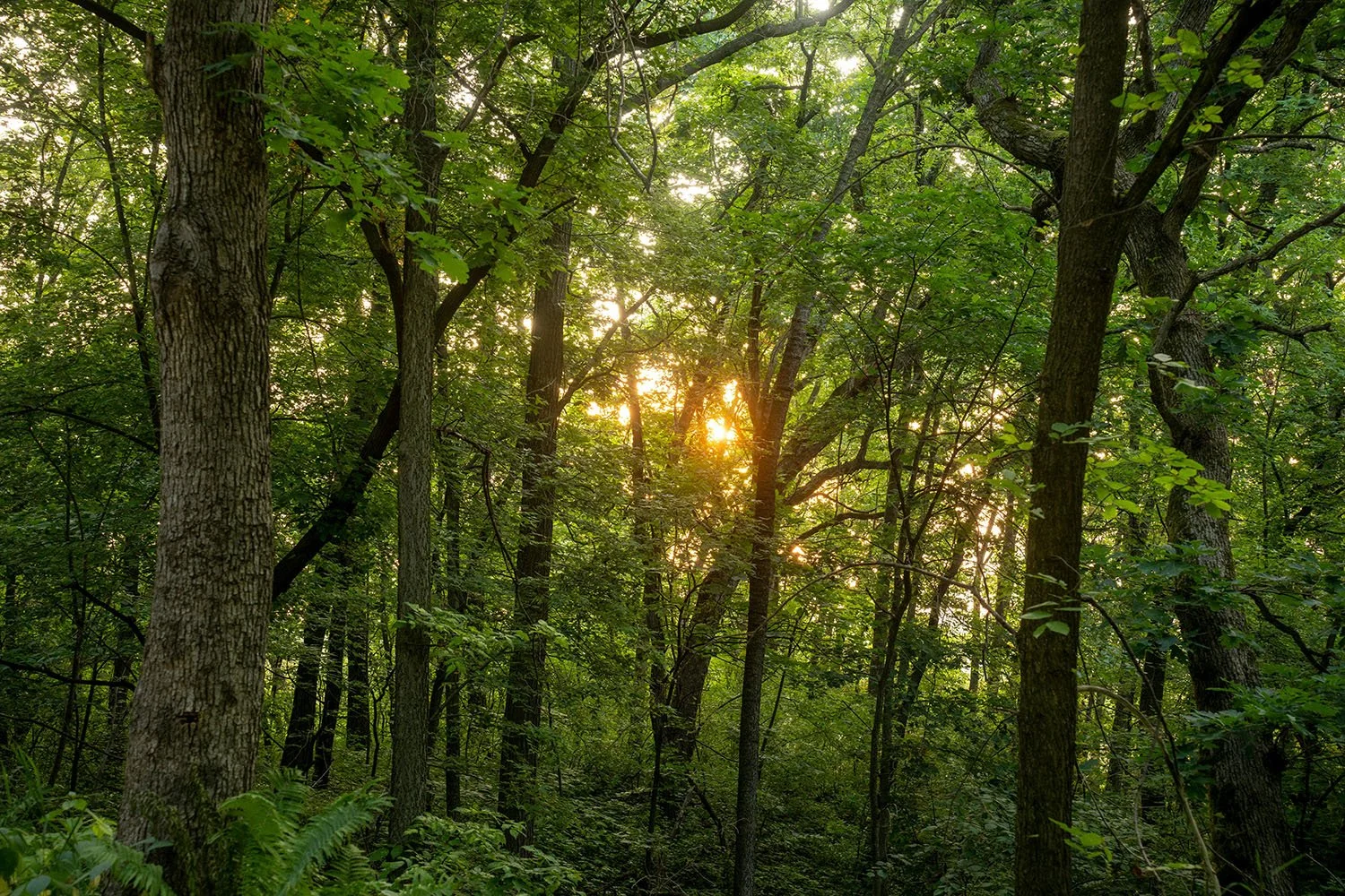A Future with Trees, or Without Them? 6.jpg
