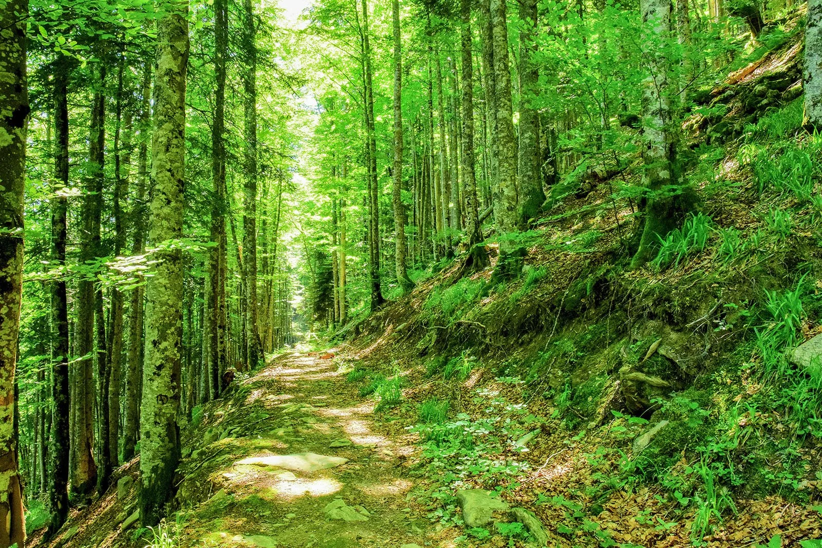 A Future with Trees, or Without Them? 7.jpg