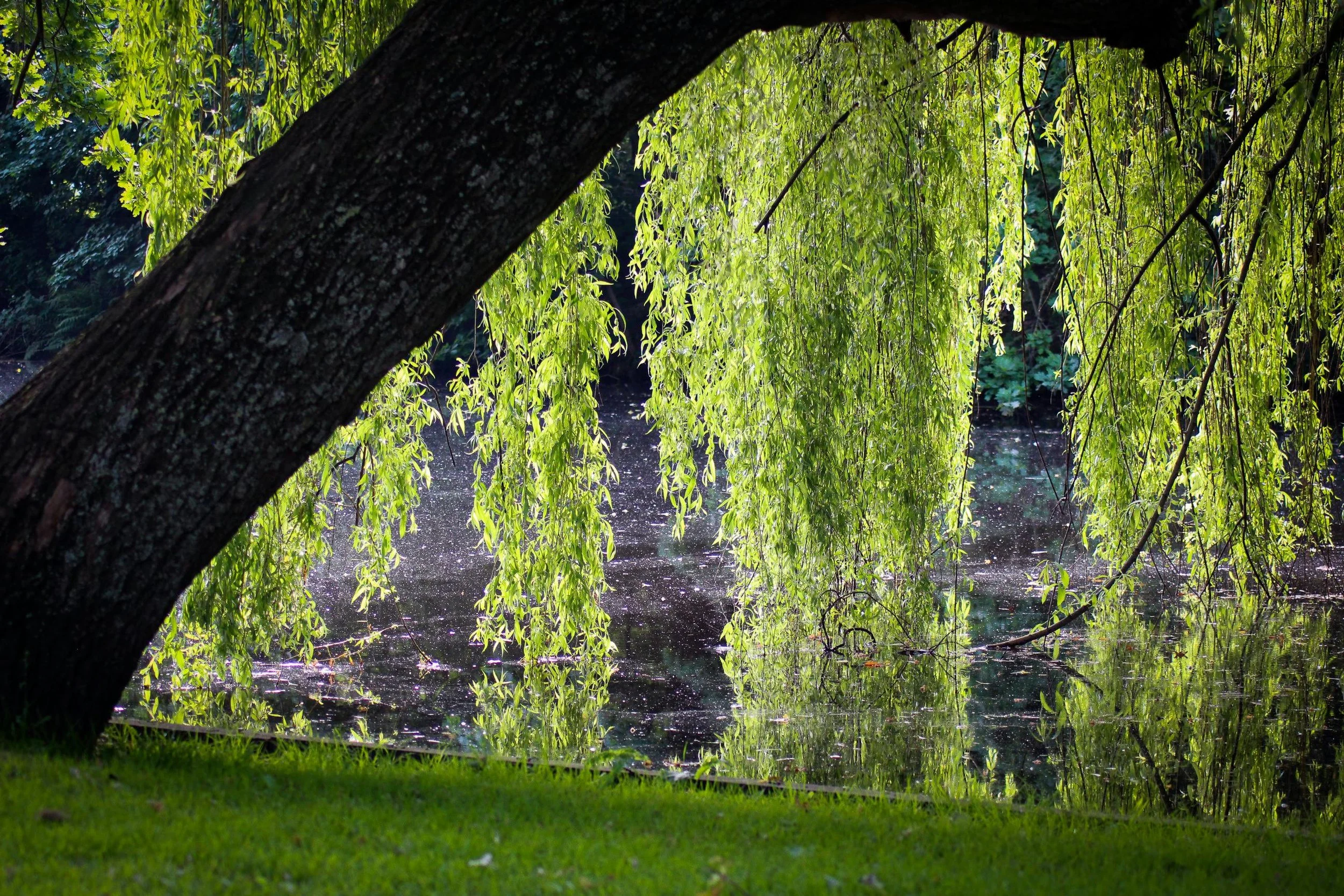 Weeping Willow 2.jpg