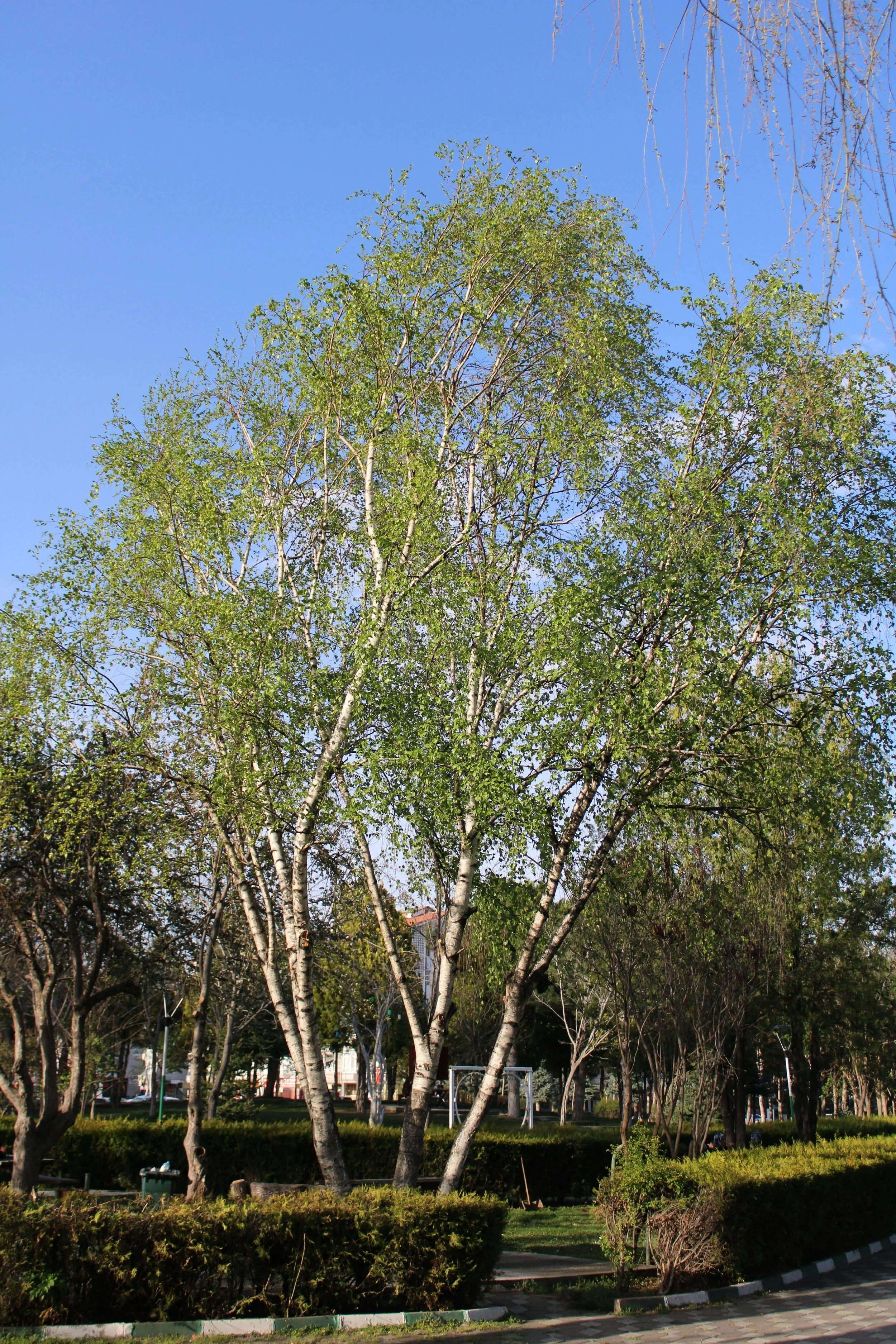 Silver Birch 1.jpg