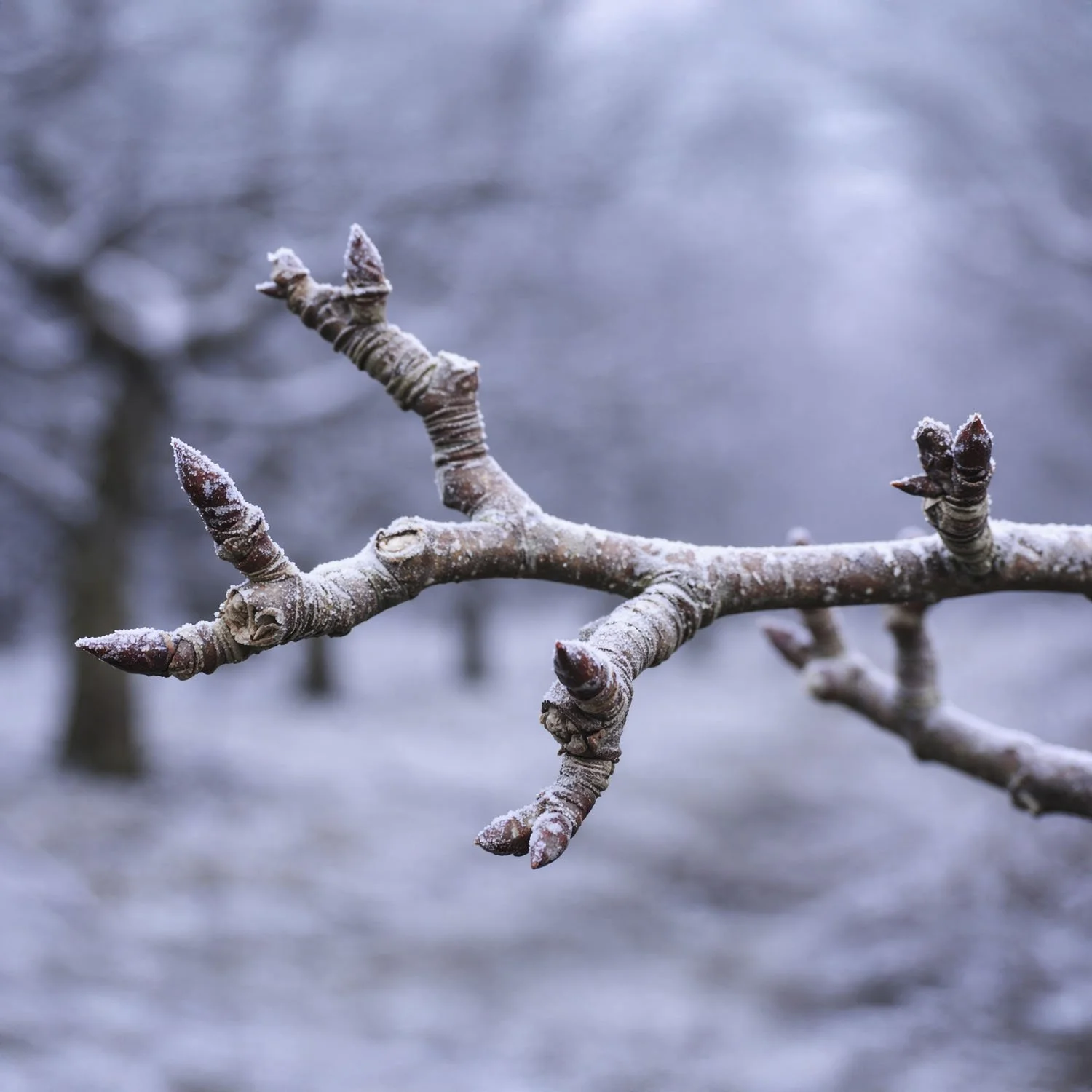 Blake Tree care - Pruning Fruit Trees 6.jpg