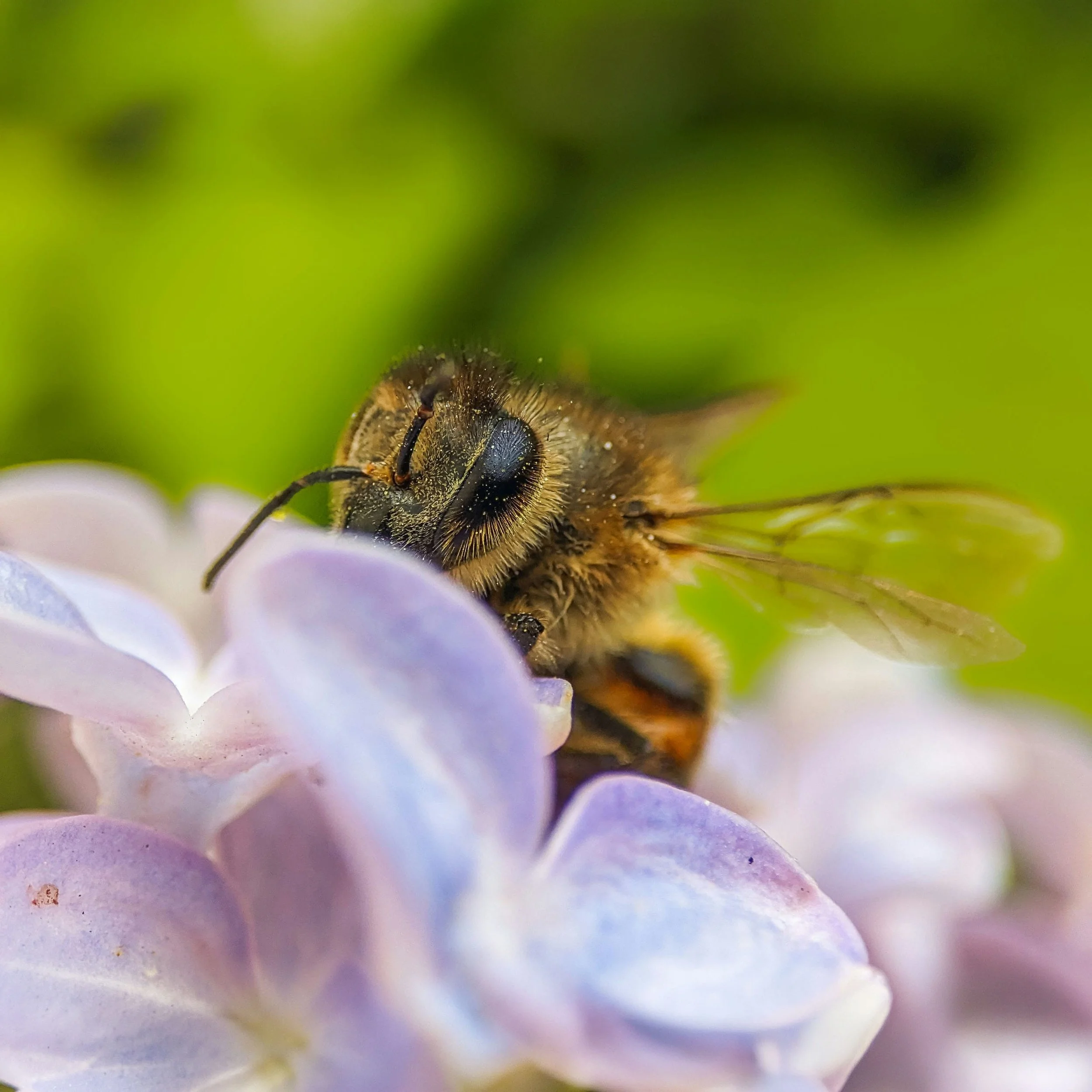 World Bee Day and Responsible Tree Surgery in Essex and Suffolk