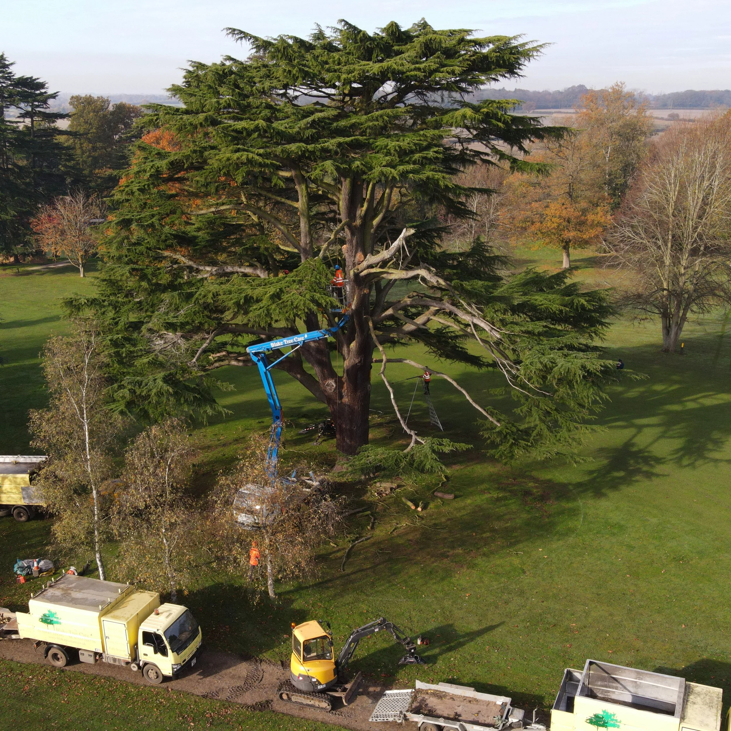 Aerial view of workers trimming tall tree in a park with machinery and trucks around.