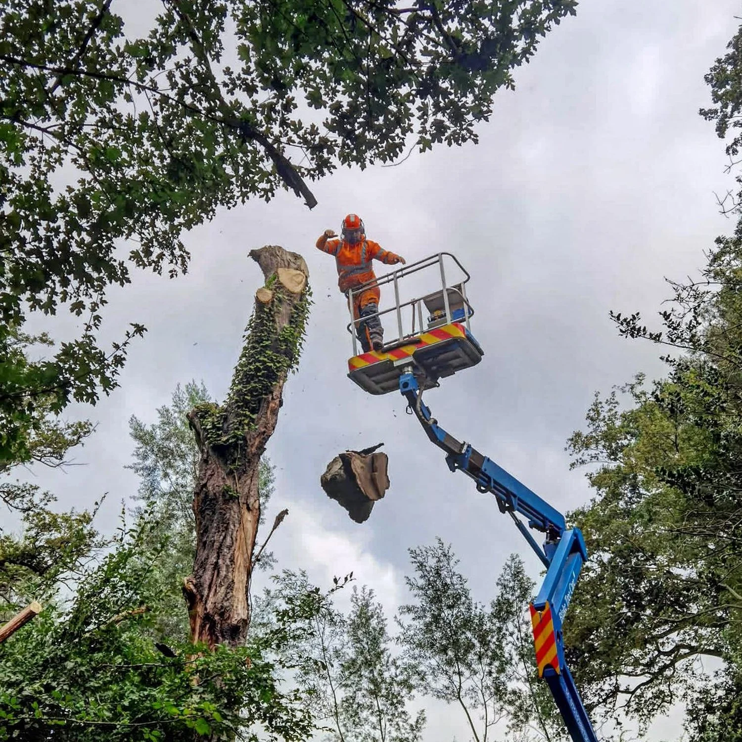 A worker in safety gear operates a cherry picker while cutting a large tree trunk, with fallen tree sections visible.