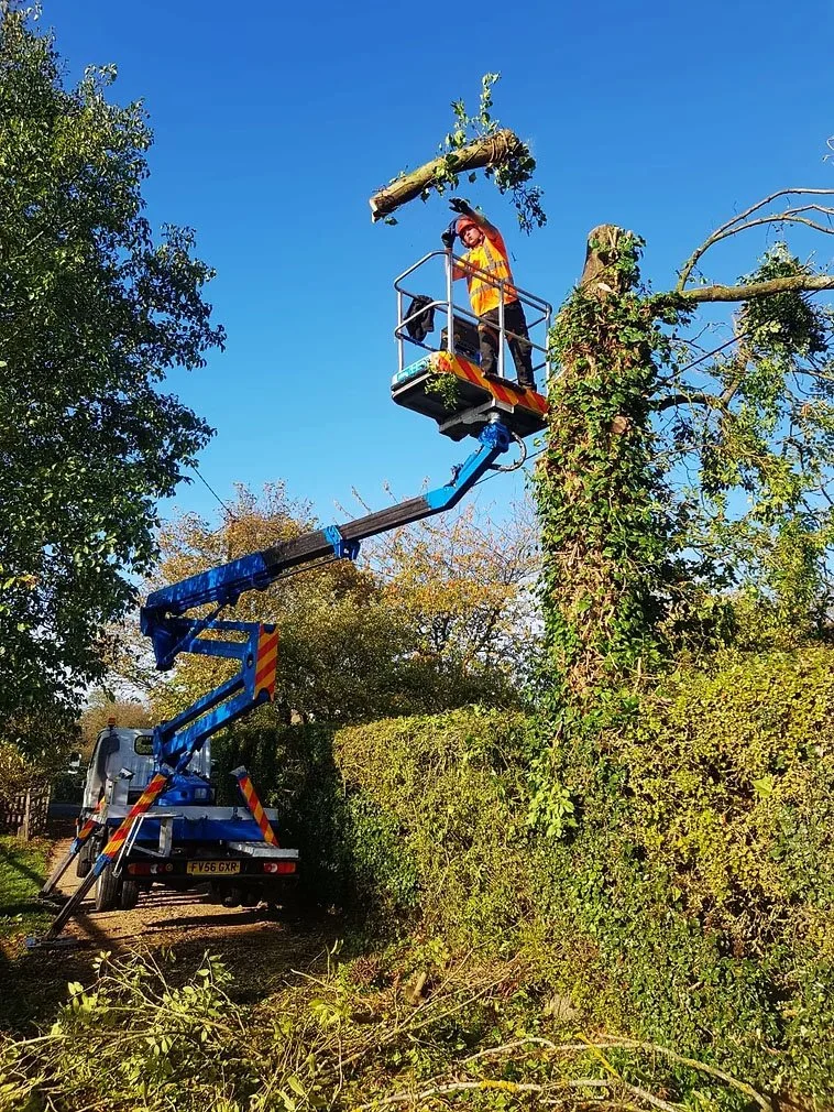 Tree cutting operation with a worker on a cherry picker, trimming branches near a tree. A blue crane truck supports the cherry picker on a sunny day.