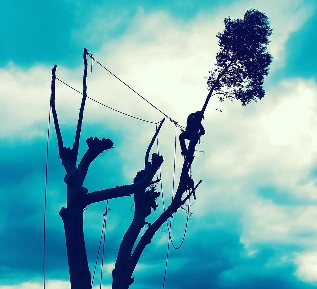 Person climbing a dead tree with a leafless branch at the top, positioned near a live tree with dense foliage, against a cloudy sky.