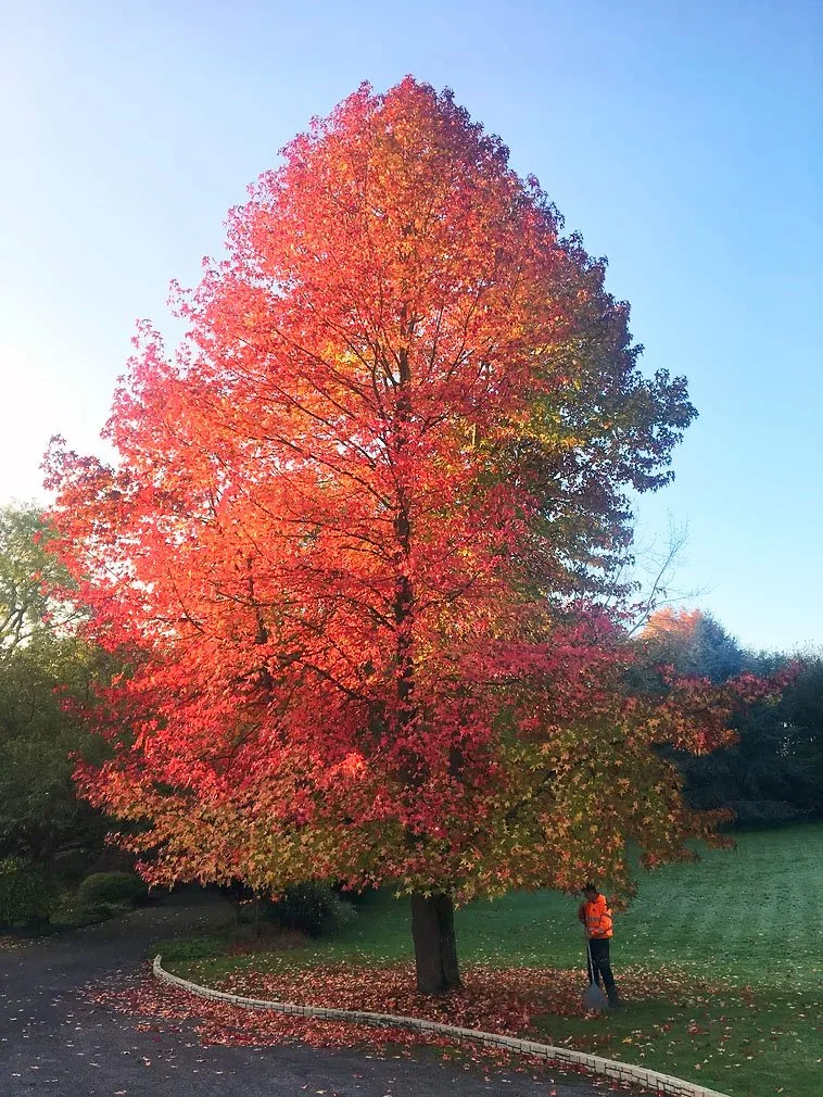 Large tree with vibrant red and orange autumn leaves, a person in an orange jacket standing at the base, and a clear blue sky in the background.