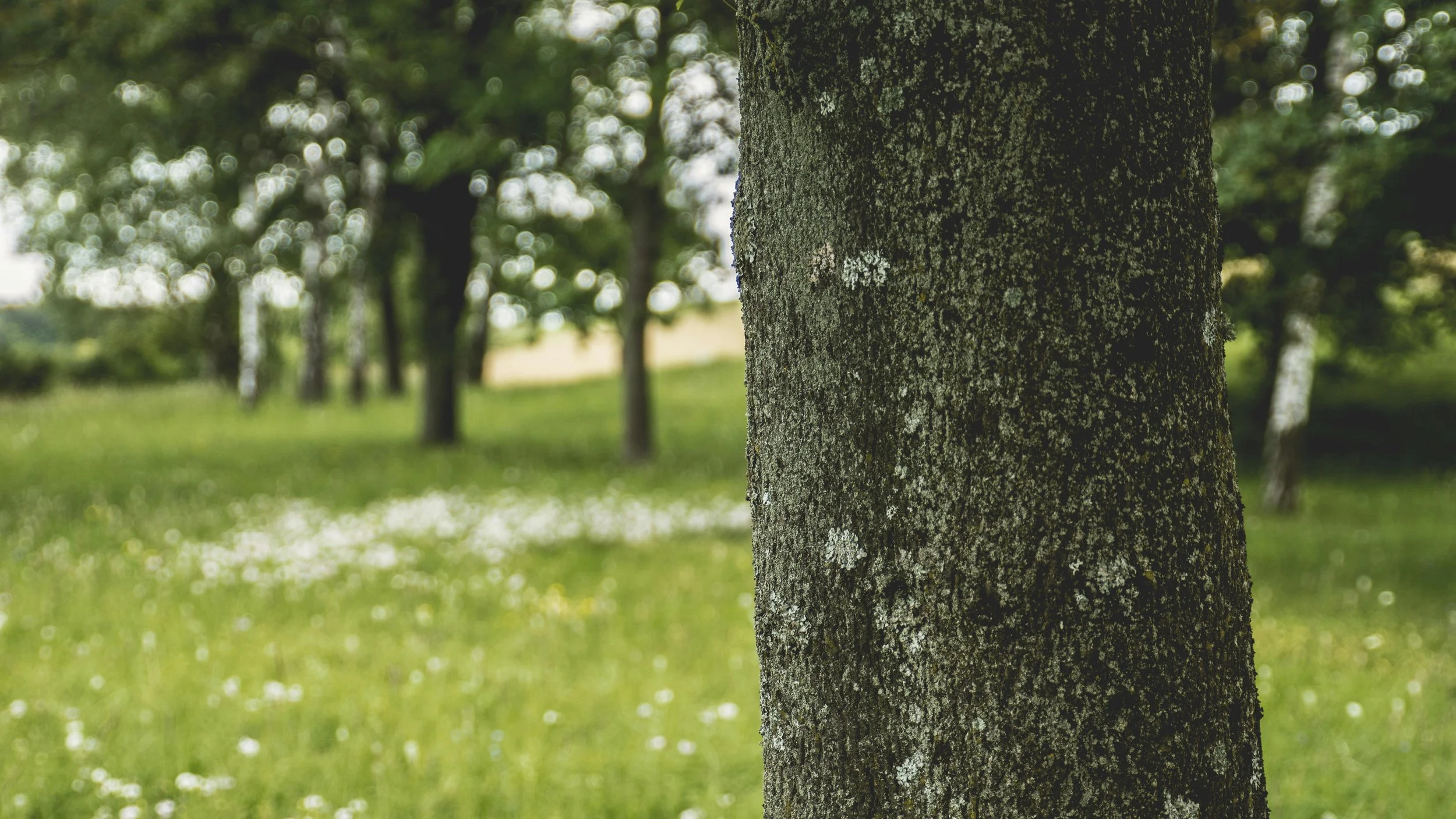 Close-up of a tree trunk with textured bark, showing a carved face in the wood, with a background of blurred greenery and sunlight filtering through the trees.