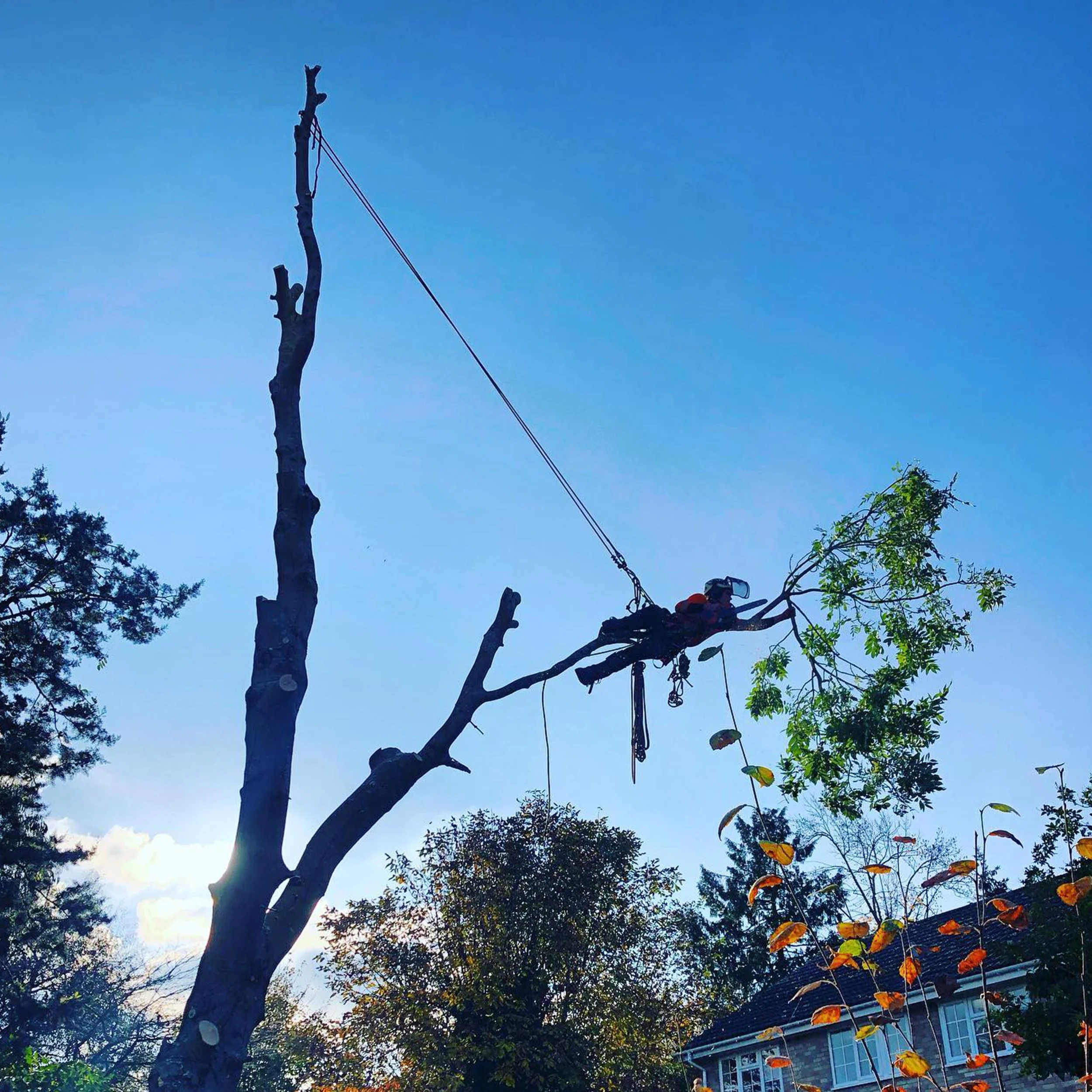 Tree surgeon cutting branches while suspended by ropes