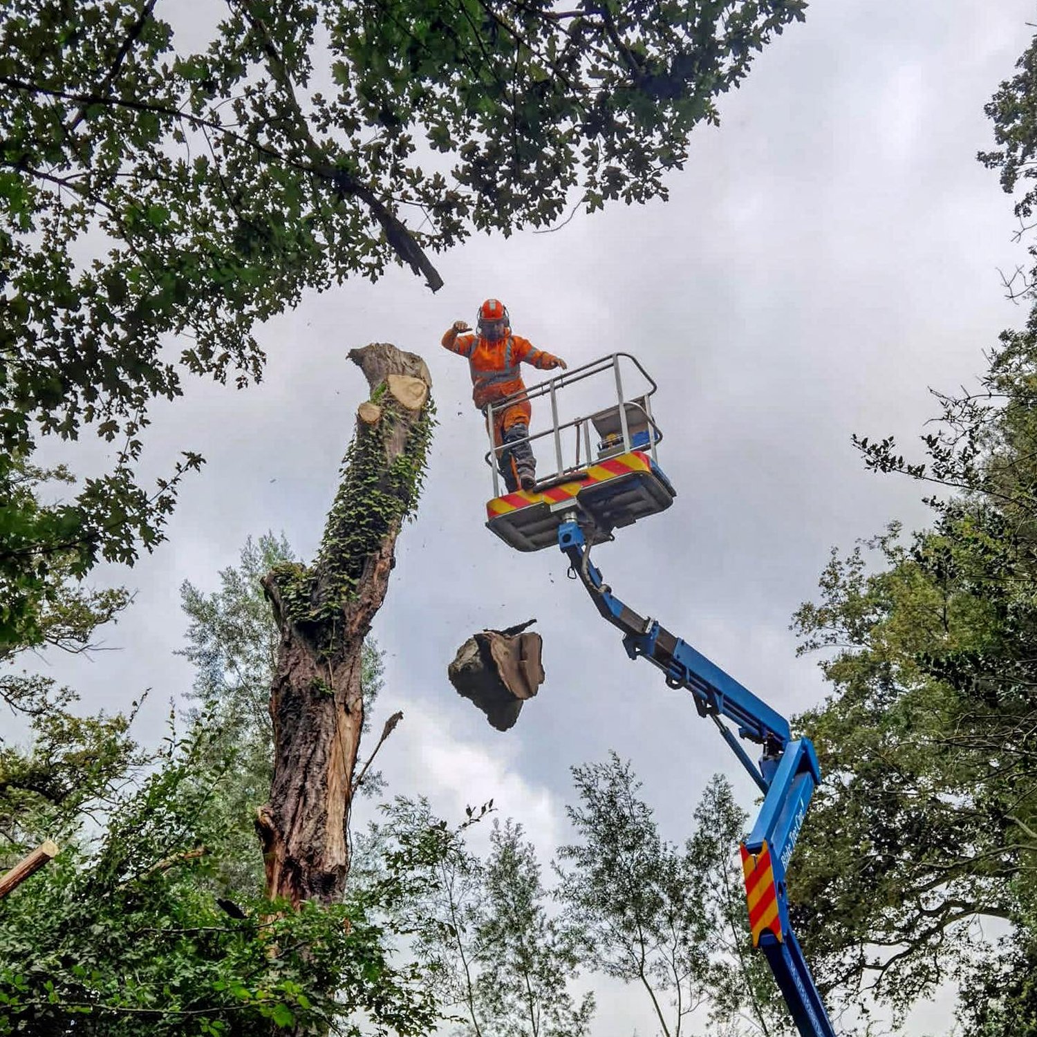 Arborist in orange safety gear on a lift cutting a tree trunk, with falling sections of the trunk, surrounded by leafy trees.