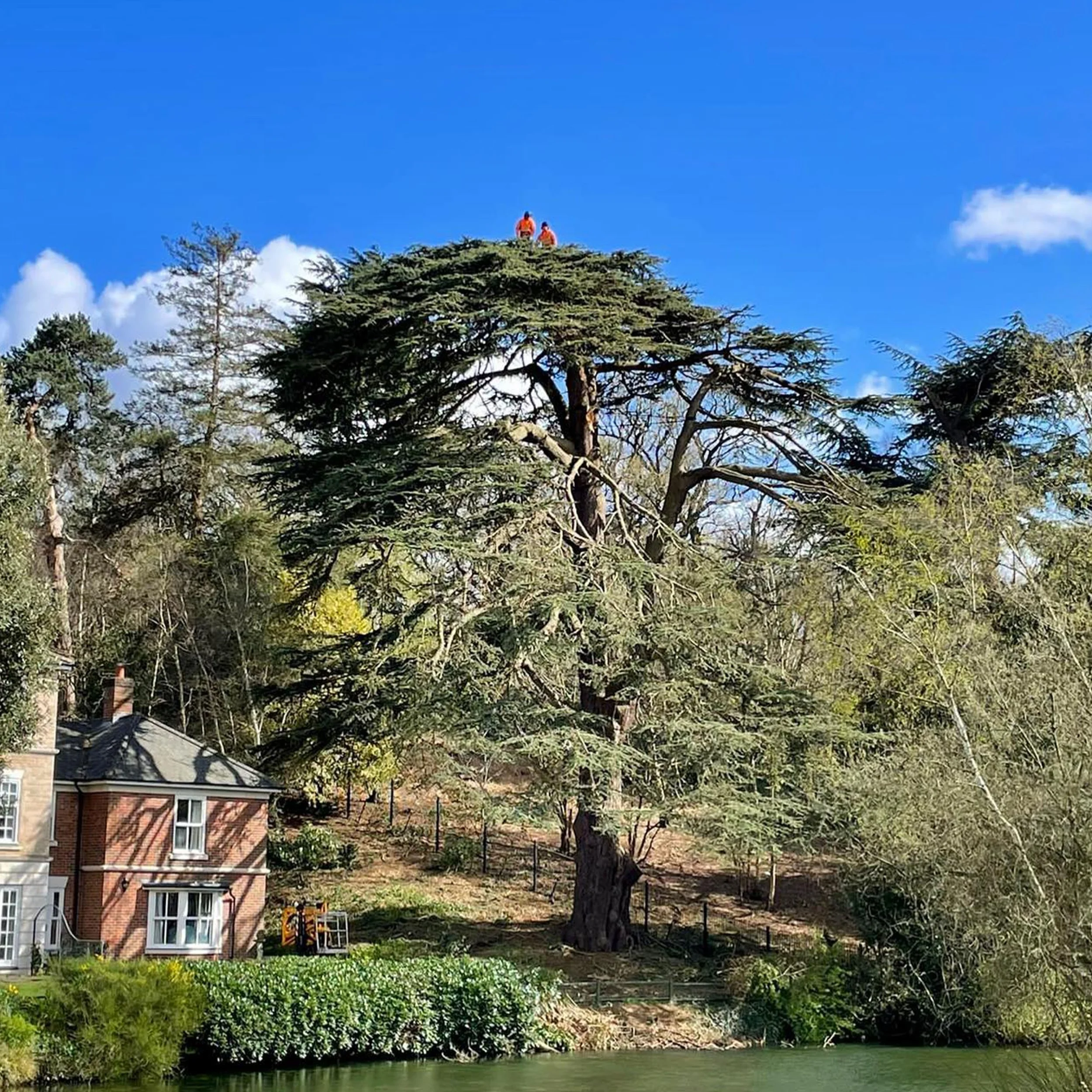Two people in high visibility clothing sit on top of a large evergreen tree next to a brick house, with a pond in the foreground and a clear blue sky.
