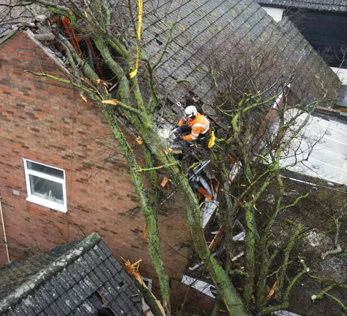 A person wearing a safety helmet operating a cherry picker near a large leafless tree next to a body of water, with other trees and shrubs in a park setting under a clear blue sky.
