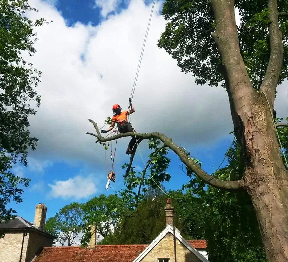 Arborist in safety gear trimming a large tree branch with a chainsaw while suspended in the air outdoors.