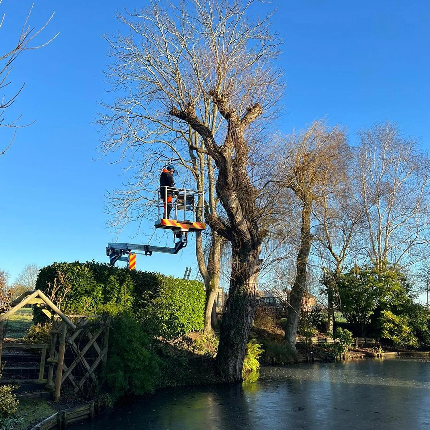 Person in a cherry picker trimming a tree by a pond in a garden setting, with clear blue sky.