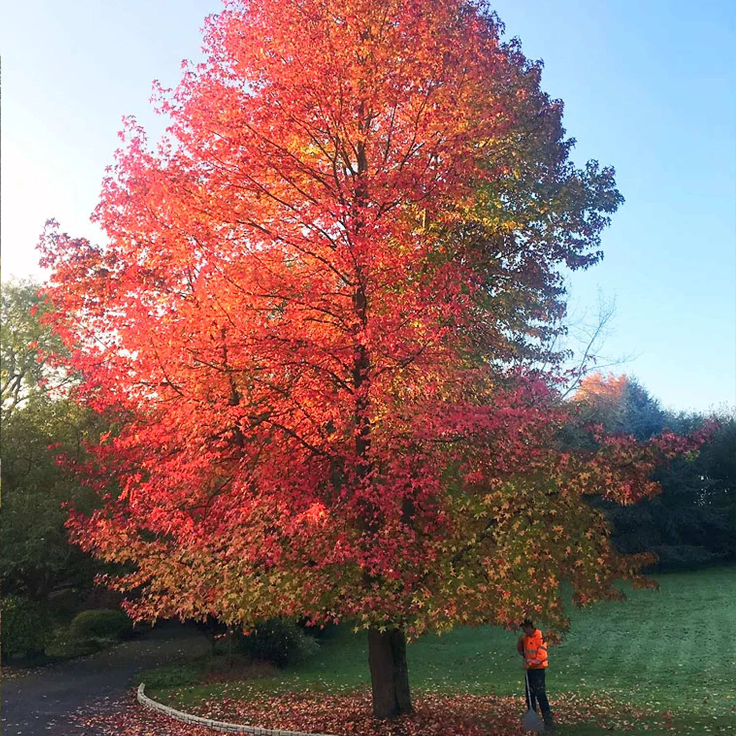 Large tree with vibrant red and orange autumn leaves in a park setting, person standing beneath.