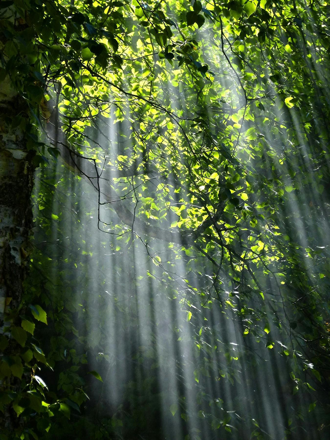 Sun rays filtering through dense green leaves of trees in a forest.
