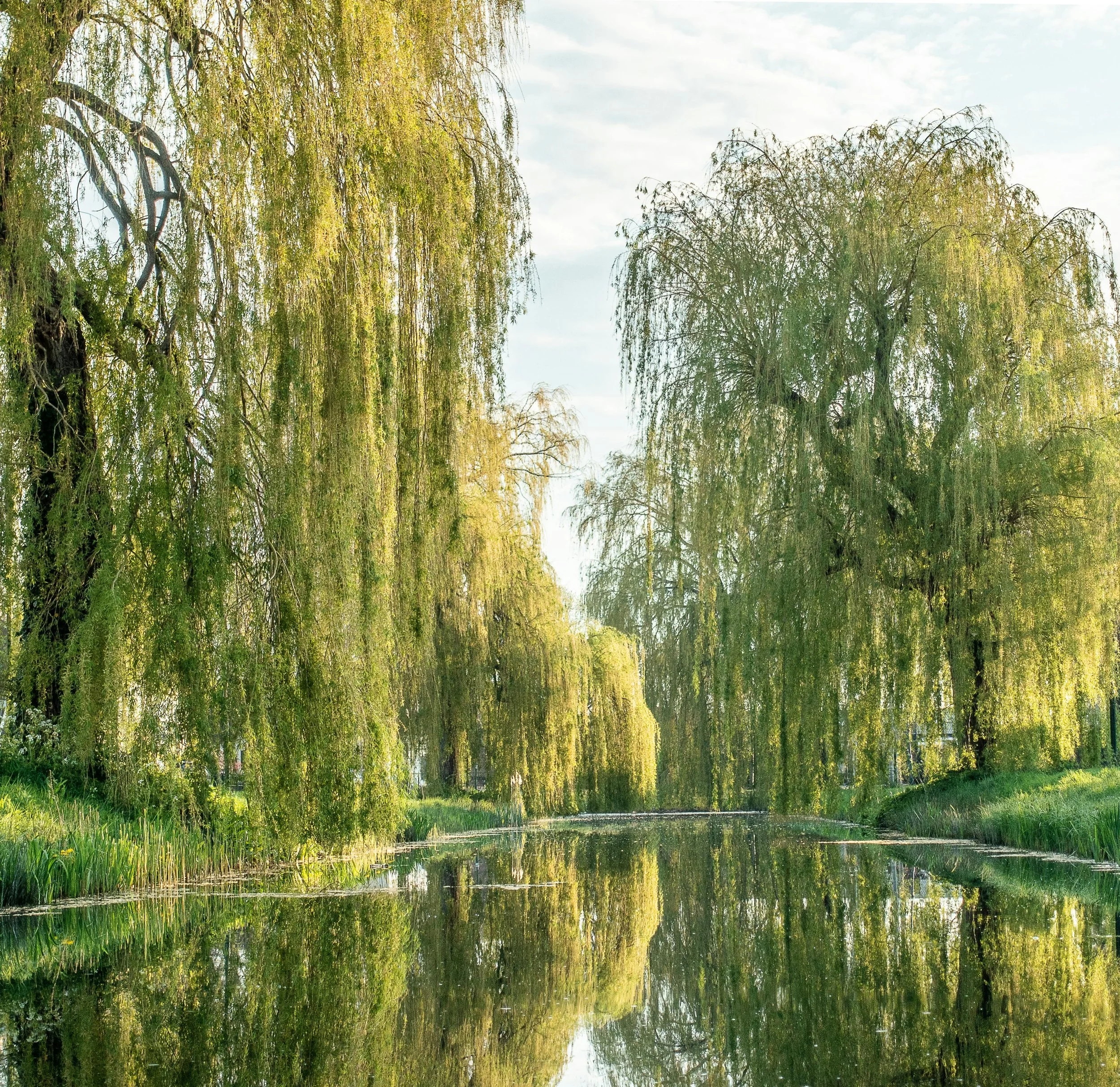 A peaceful scene of trees with hanging branches and green leaves reflected in a tranquil body of water on a partly cloudy day.