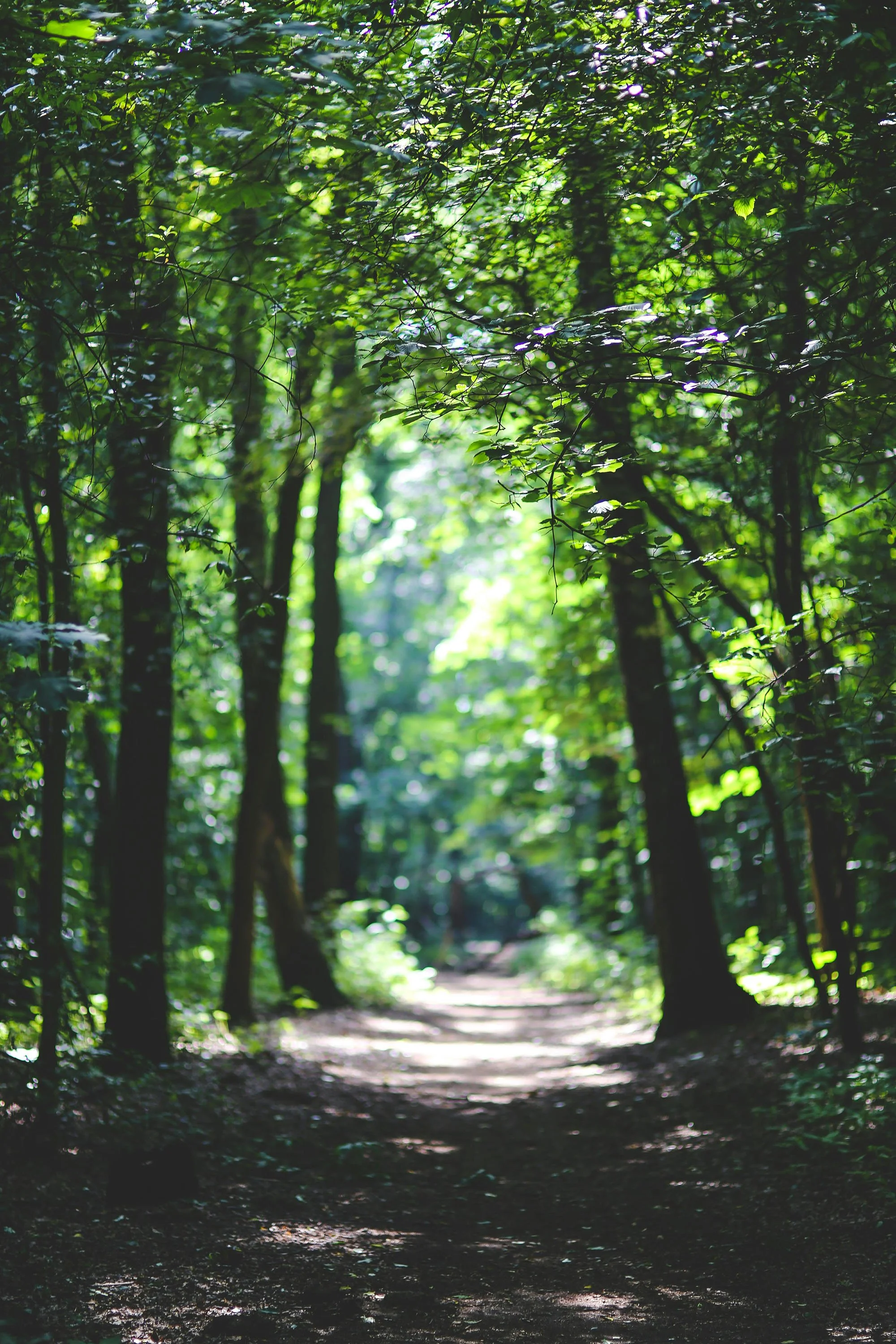 A forest trail surrounded by green trees with sunlight filtering through the leaves.