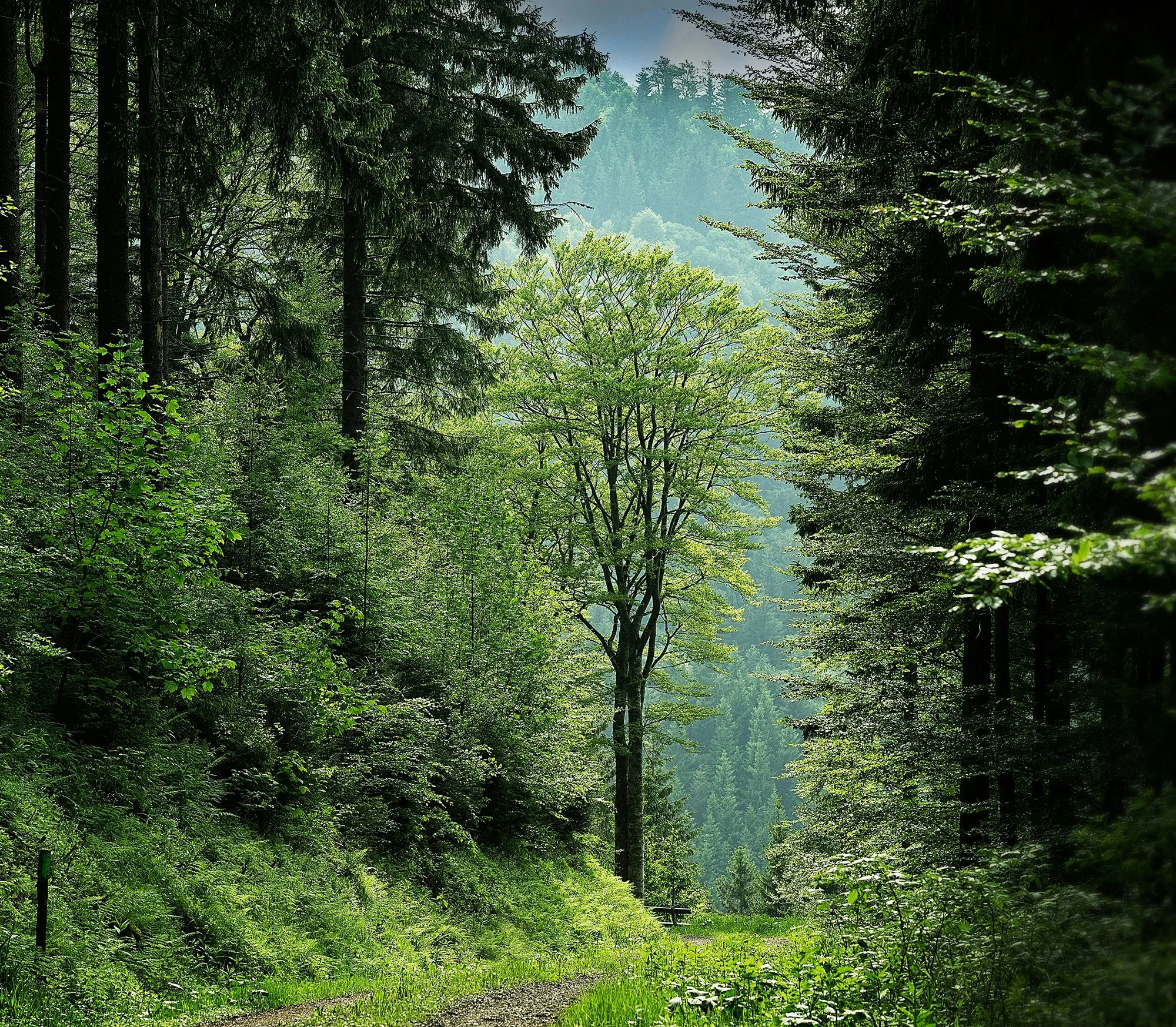 Lush green forest with a dirt trail, tall trees, and dense foliage.
