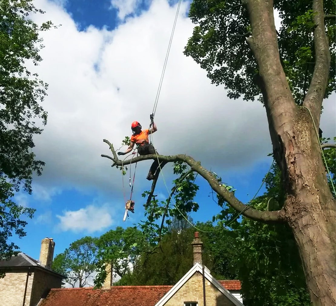 A person wearing safety gear, including a helmet, pruning a large tree branch with a chainsaw during tree trimming or removal, with a residential house and a partly cloudy sky in the background.