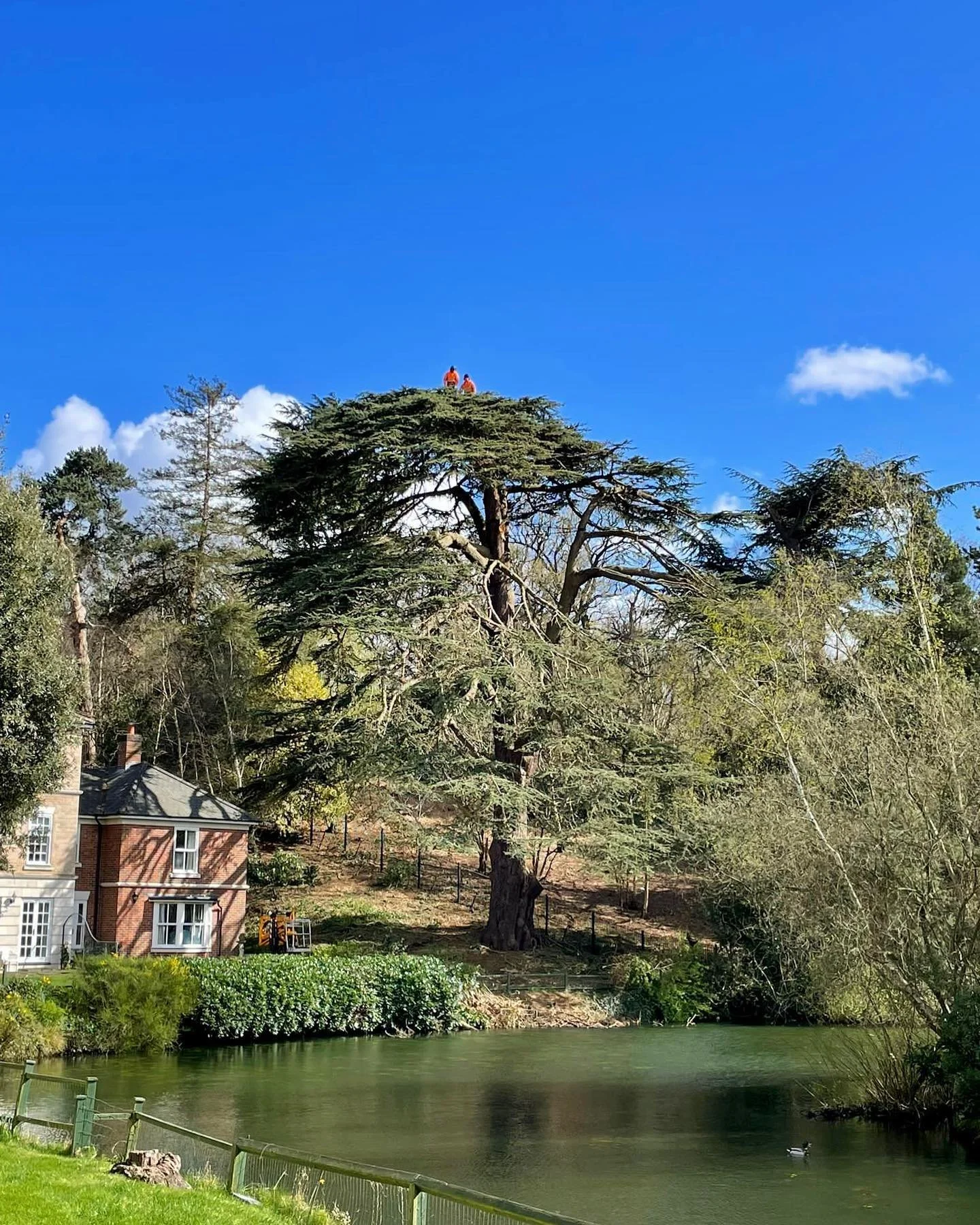 A large tree with two people sitting on top, next to a house and a pond, under a bright blue sky with a few clouds.