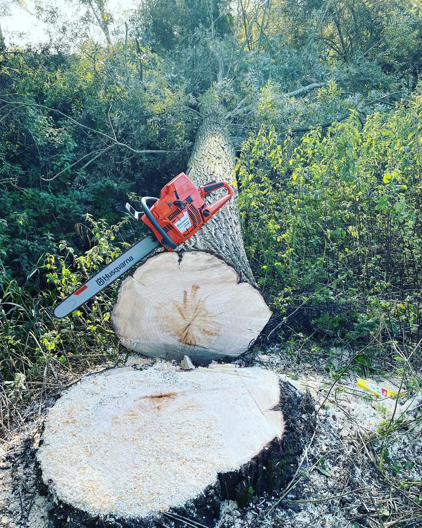 A chainsaw resting on a fallen tree trunk in a forested area with green foliage.