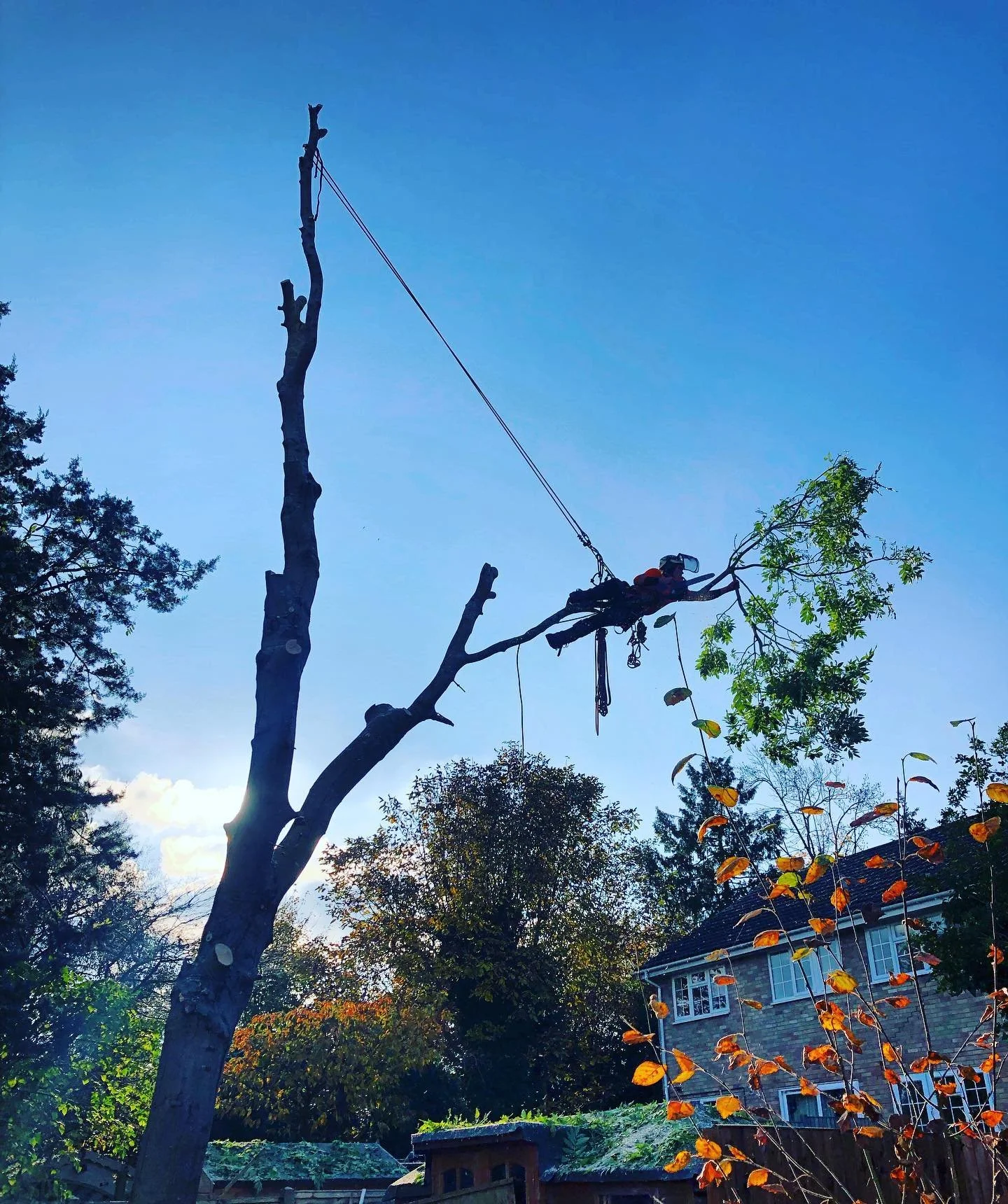 A person using a chainsaw to cut or trim a tall, leafless tree branch while working in a backyard with other trees, a house, and clear blue sky.