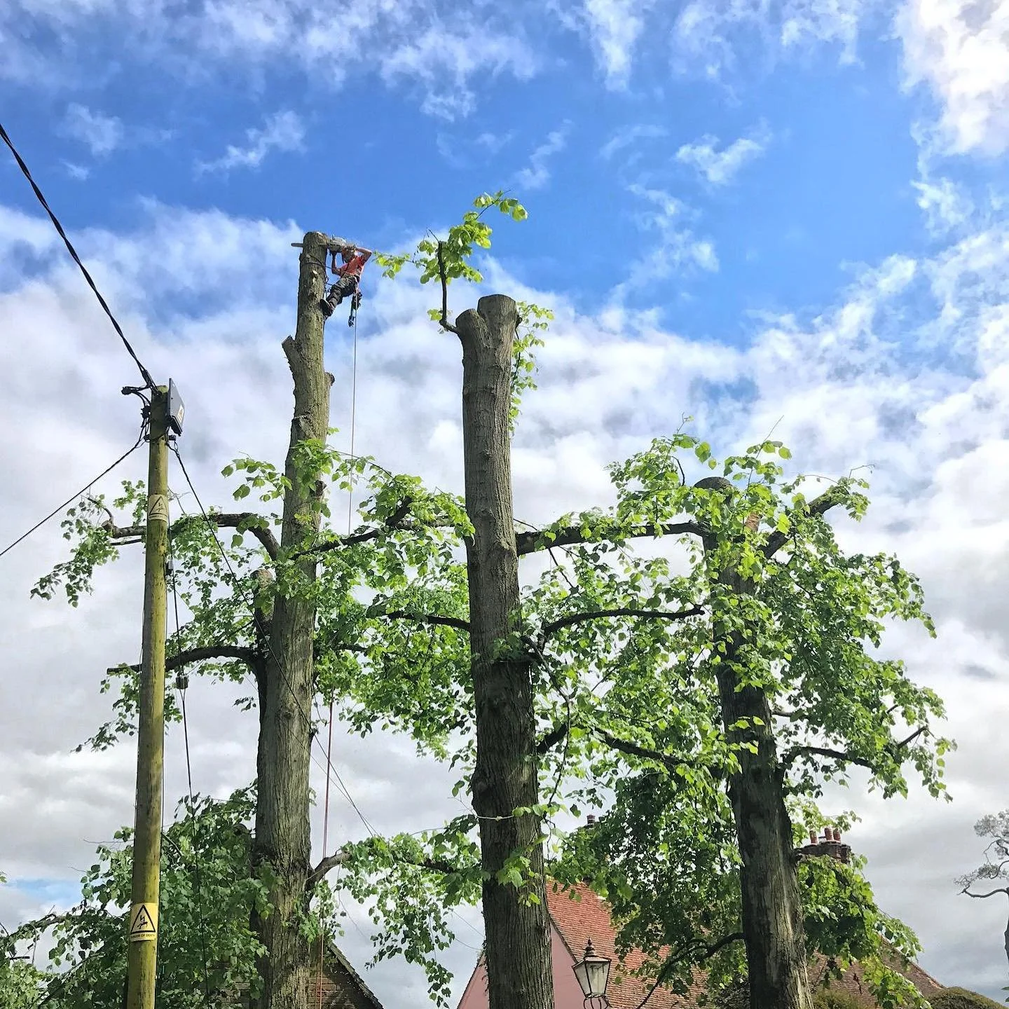 Tree surgeons trimming tree branches from tall trees near a utility pole on a partly cloudy day.