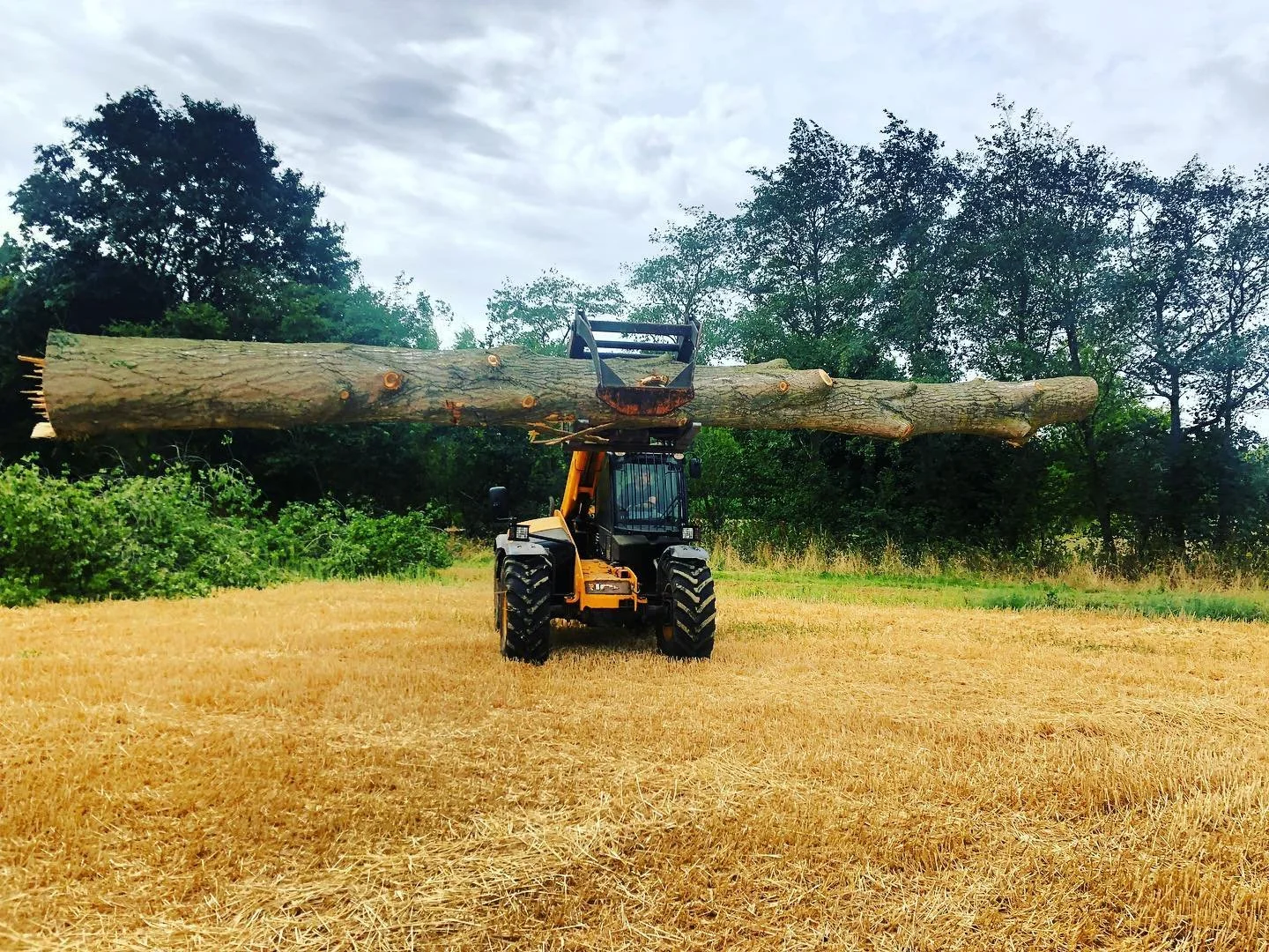 A construction vehicle lifting a large fallen tree in a field with trees and cloudy sky in the background.