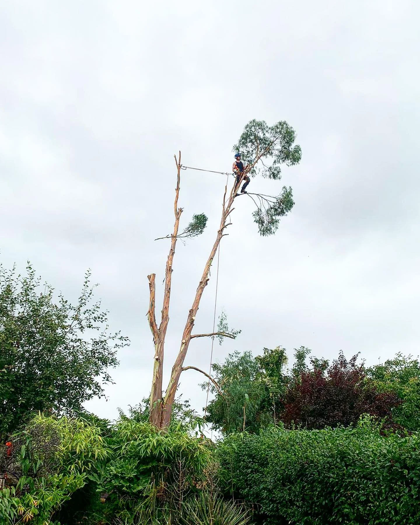 A person wearing a helmet and harness climbing a tall, partially dead tree with some green leaves, surrounded by lush green trees and bushes, under a cloudy sky.
