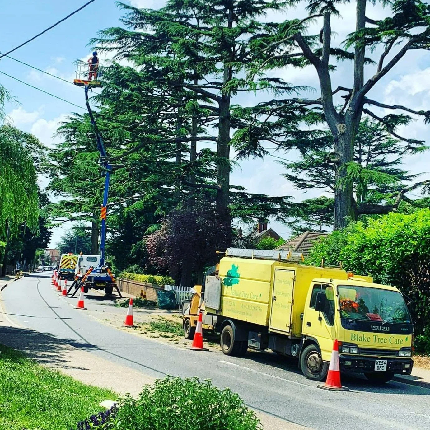 Tree care workers on a cherry picker trimming tall trees along a residential street, with a yellow tree care truck parked nearby and orange traffic cones indicating roadwork.