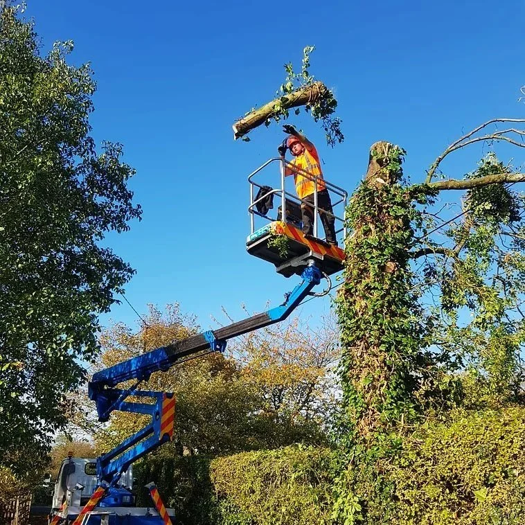 A worker in an orange safety vest and helmet standing in a hydraulic lift basket, trimming or cutting a large tree branch against a clear blue sky.