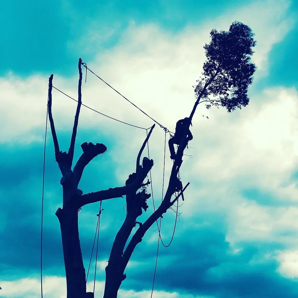 Person climbing a tall tree with one large branch and a leafy top, against a cloudy sky.