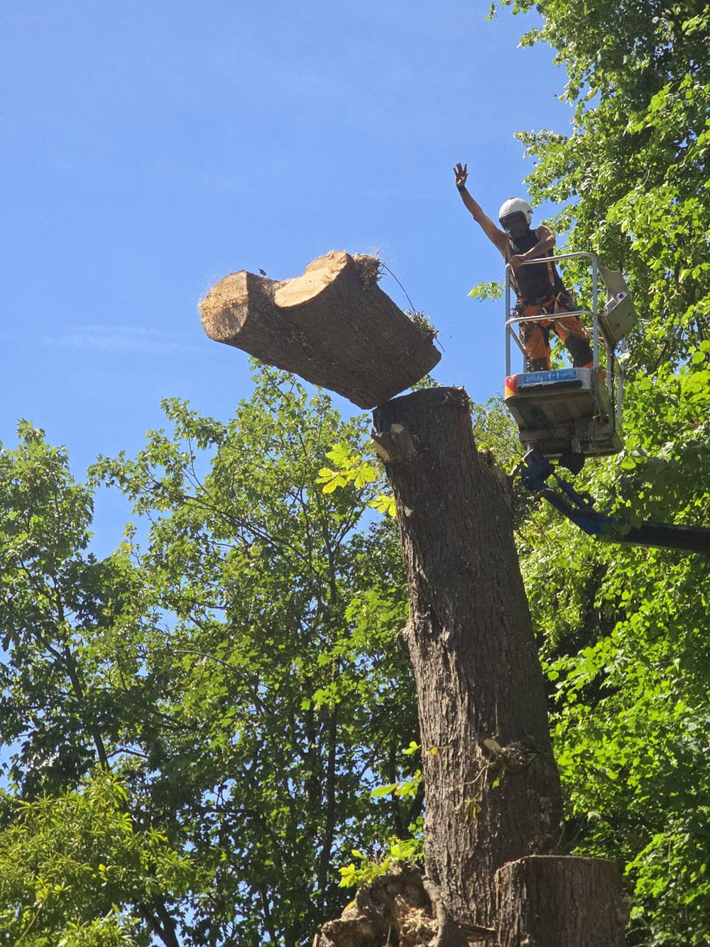 A person wearing a helmet and safety gear waving from a cherry picker basket next to a large tree trunk with cut branches, surrounded by green foliage and a blue sky.